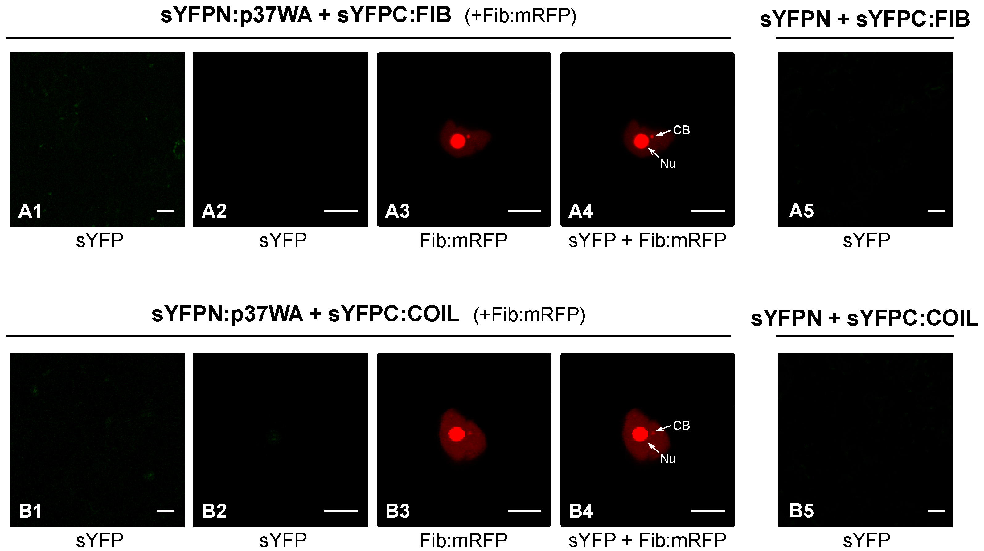 Plants 11 01903 g003