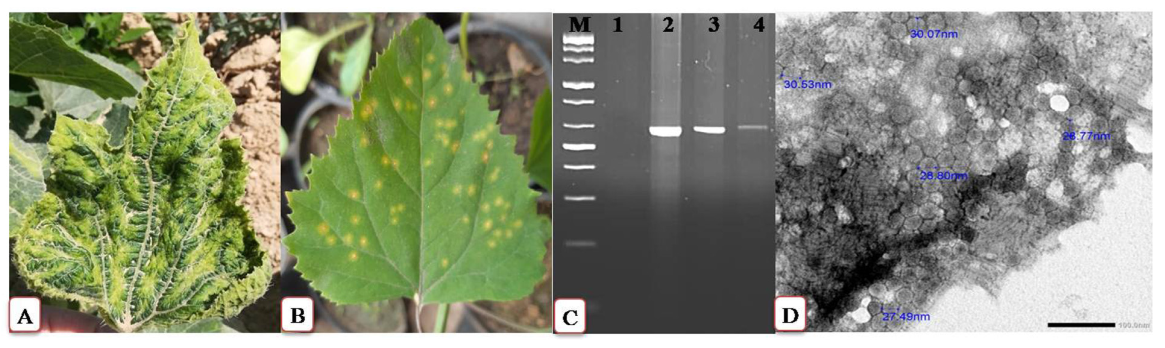 Plants 11 01908 g001 550