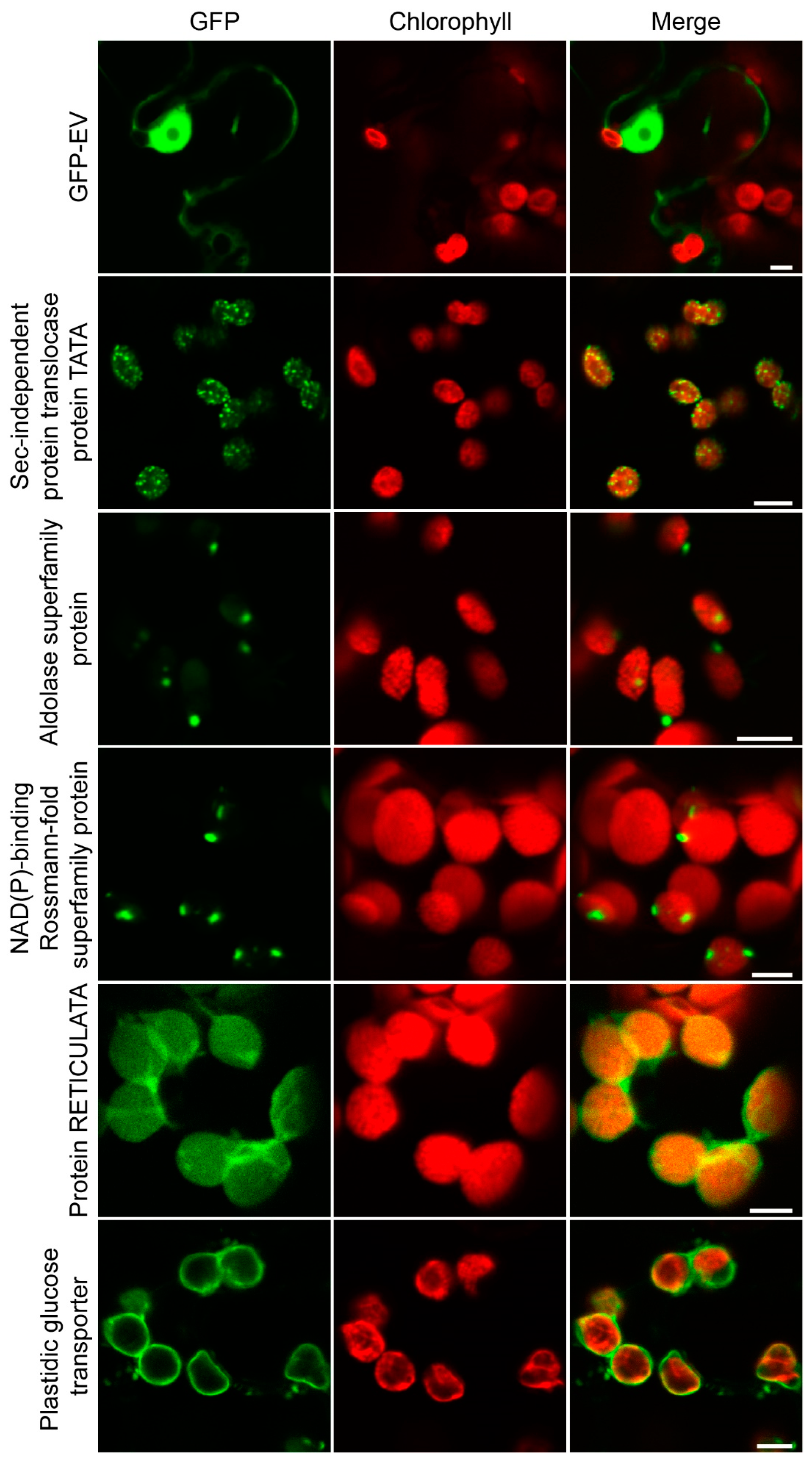 Plants 11 01915 g004