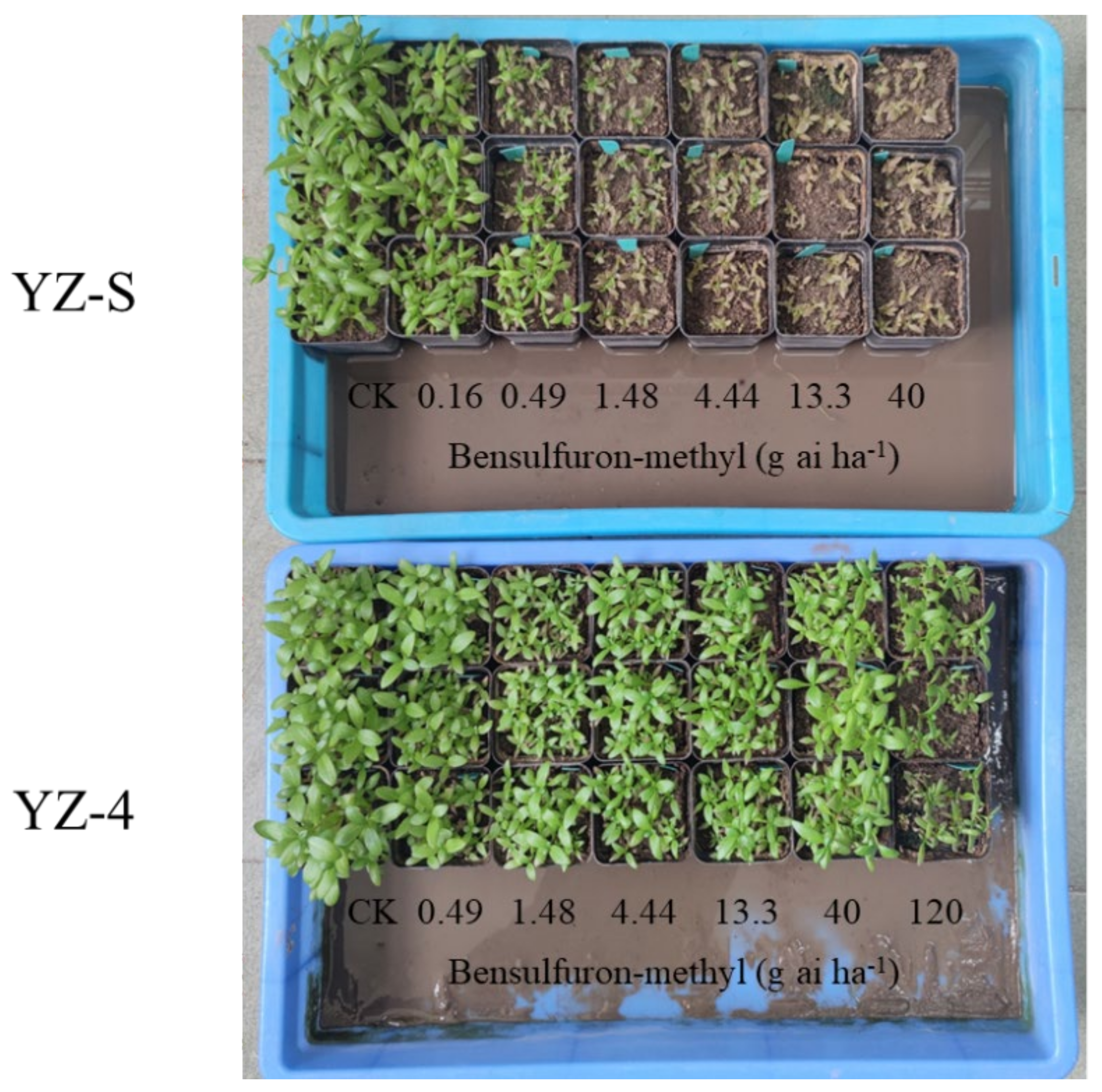 Plants 11 01926 g001 550