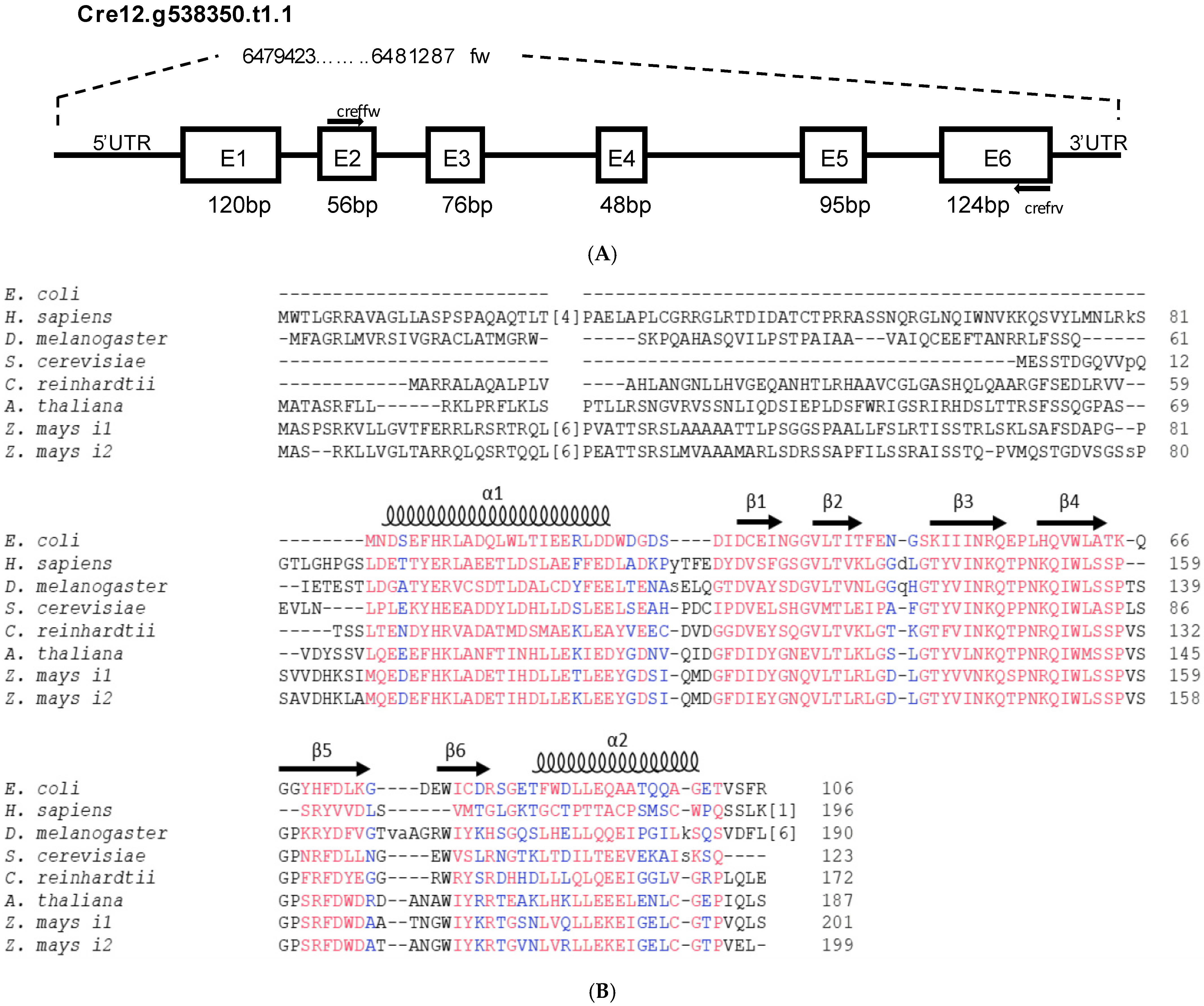 Plants 11 01931 g001