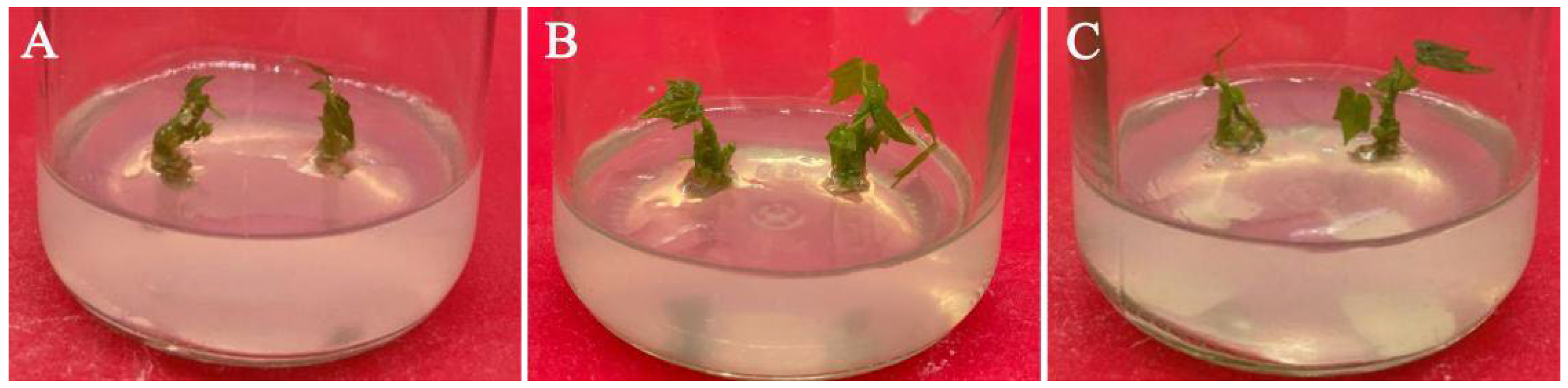 Plants 11 01937 g004