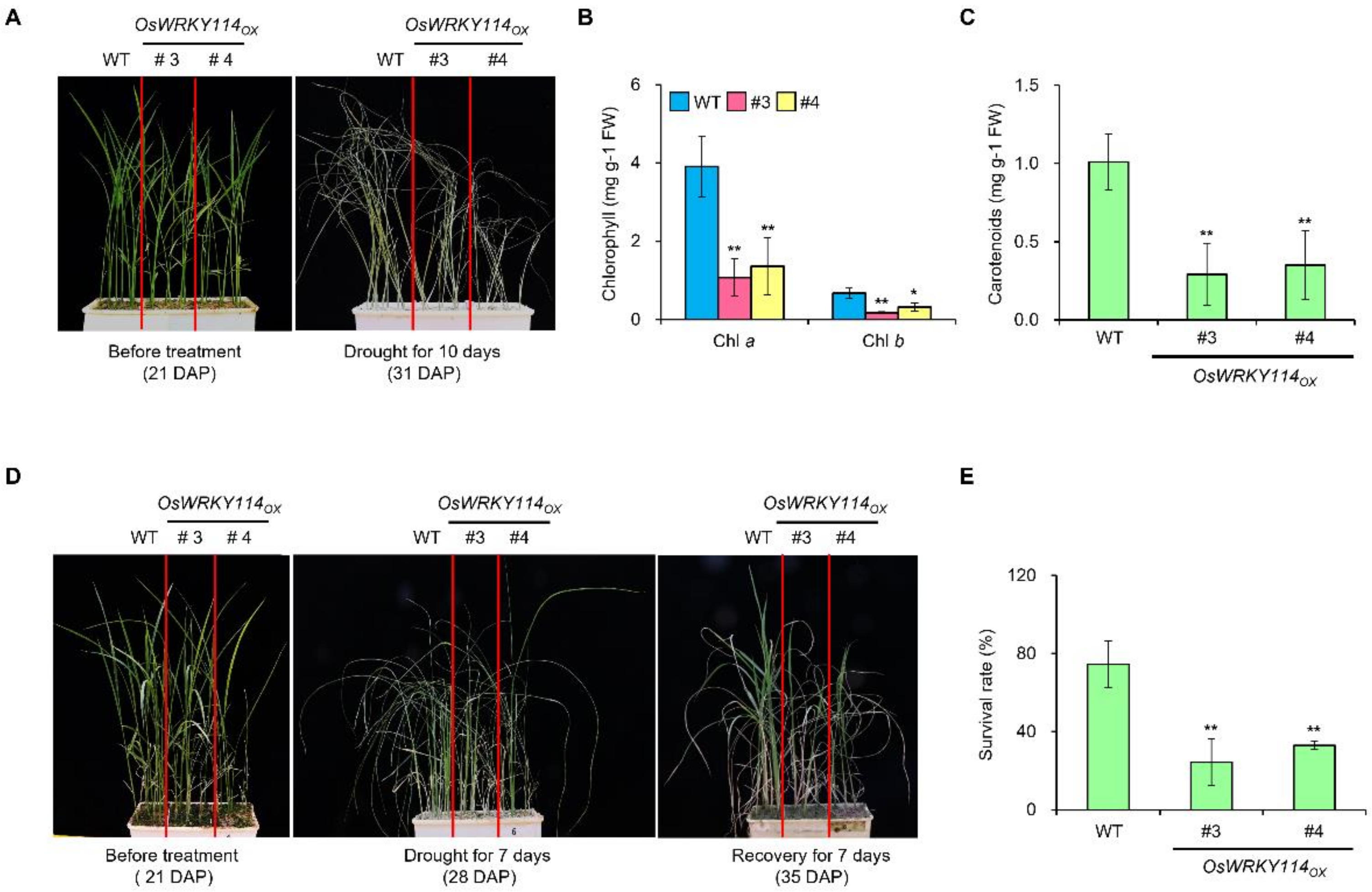 Plants 11 01938 g002 550