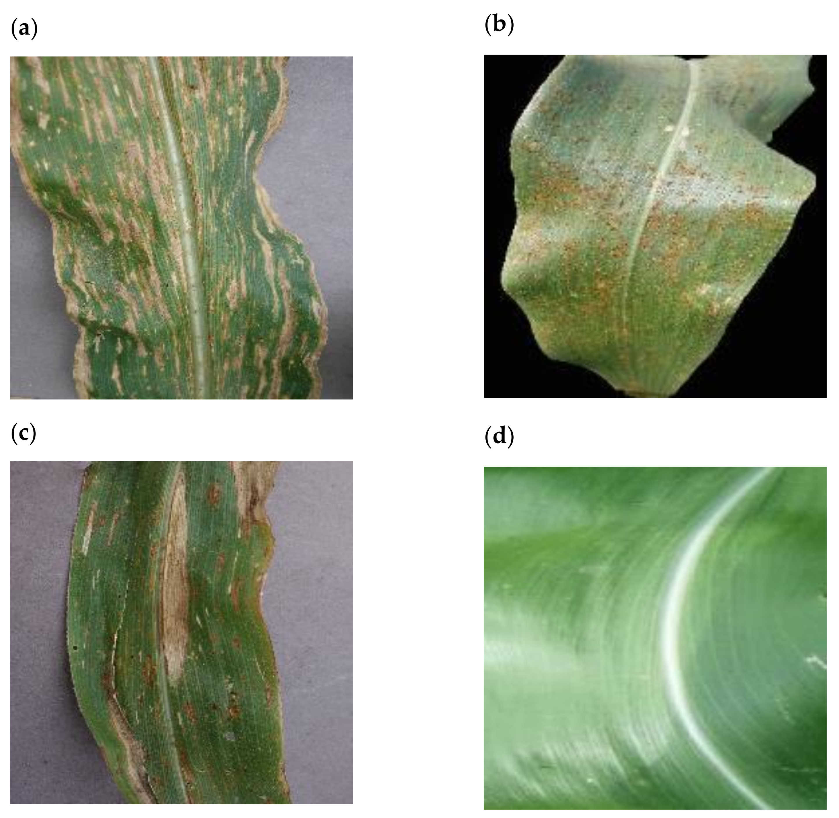 Plants 11 01942 g001 550