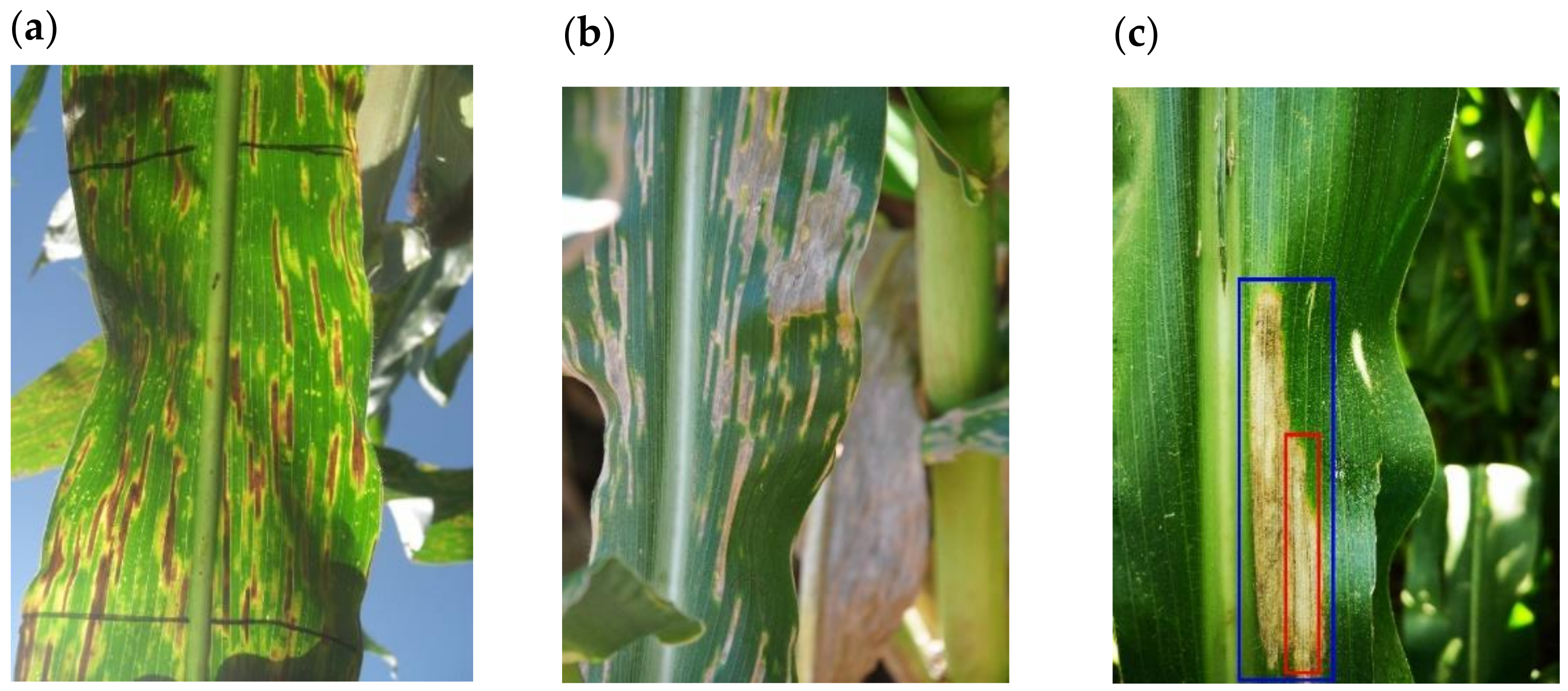 Plants 11 01942 g002 550