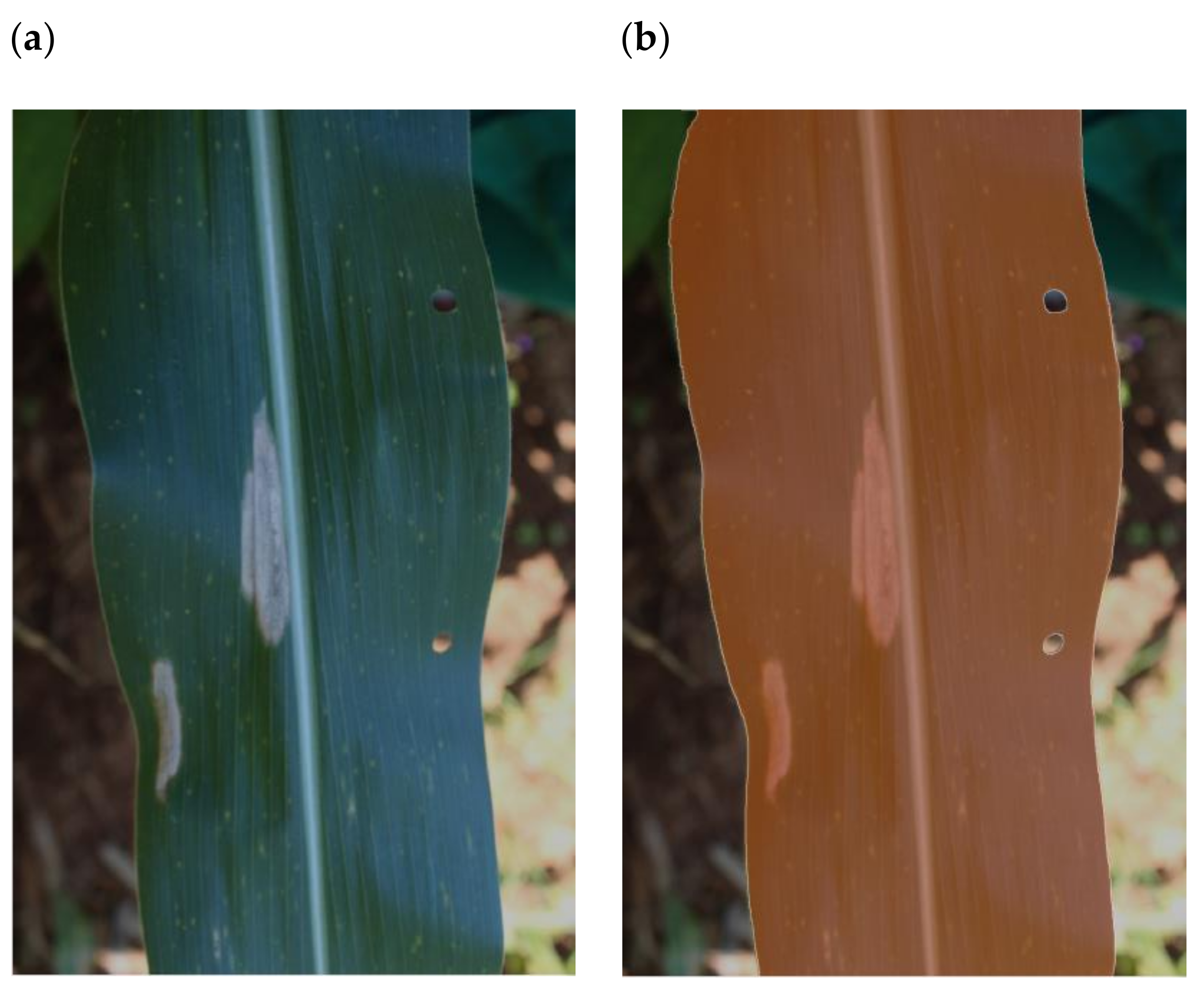 Plants 11 01942 g003 550