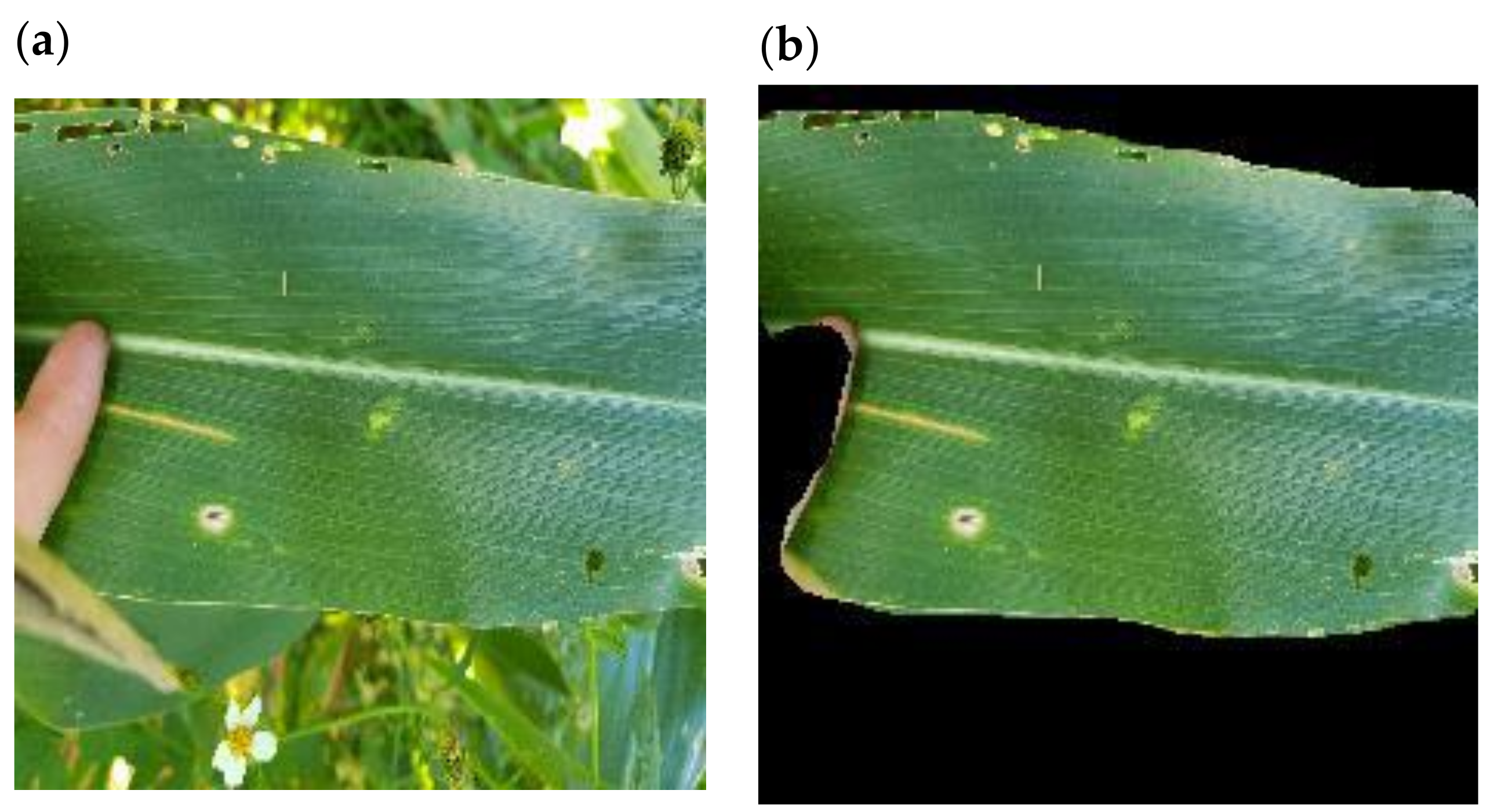 Plants 11 01942 g004 550