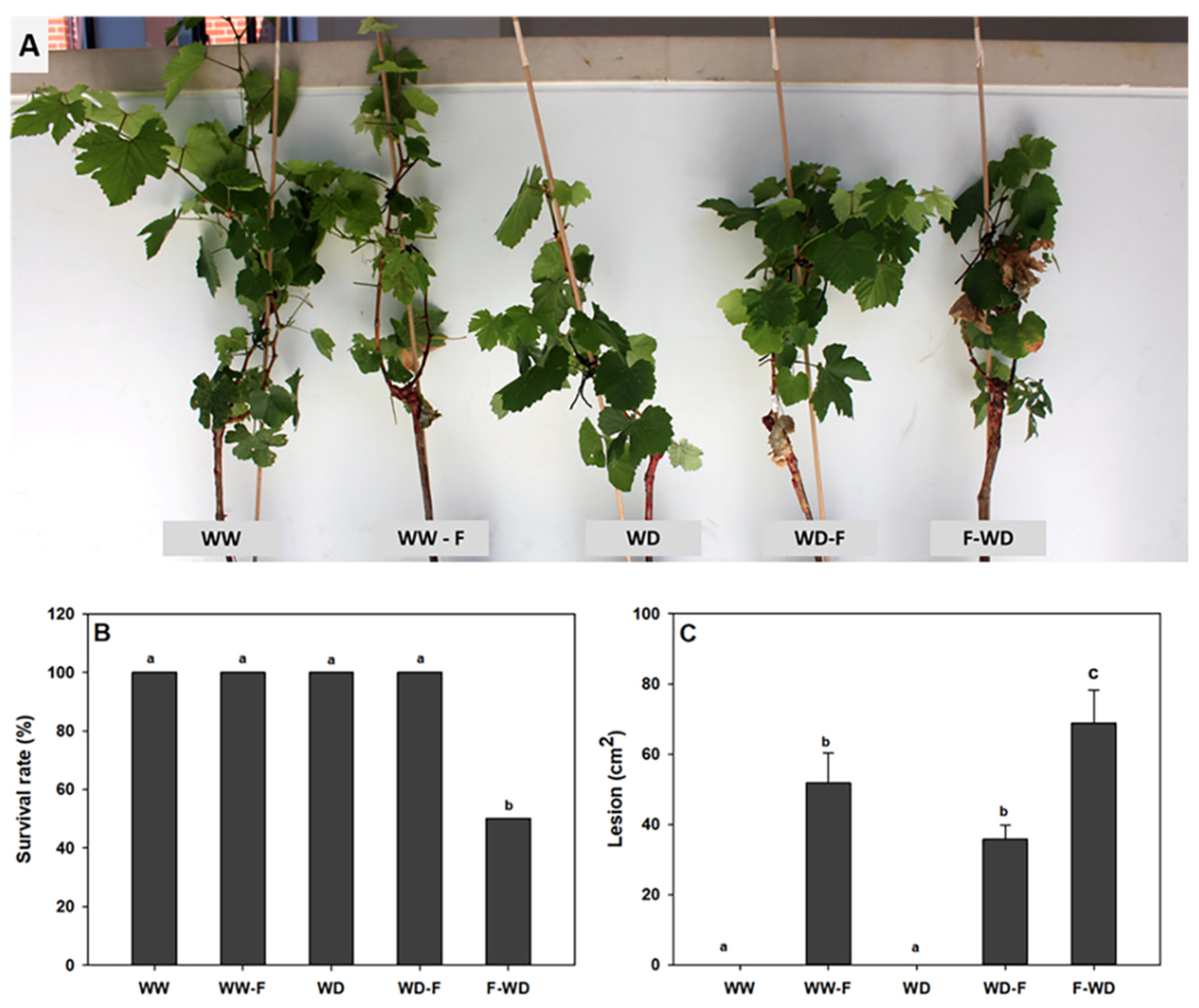 Plants | Free Full-Text | Timing Differentially Affects Physiological Responses of Grapevines Infected with theobromae