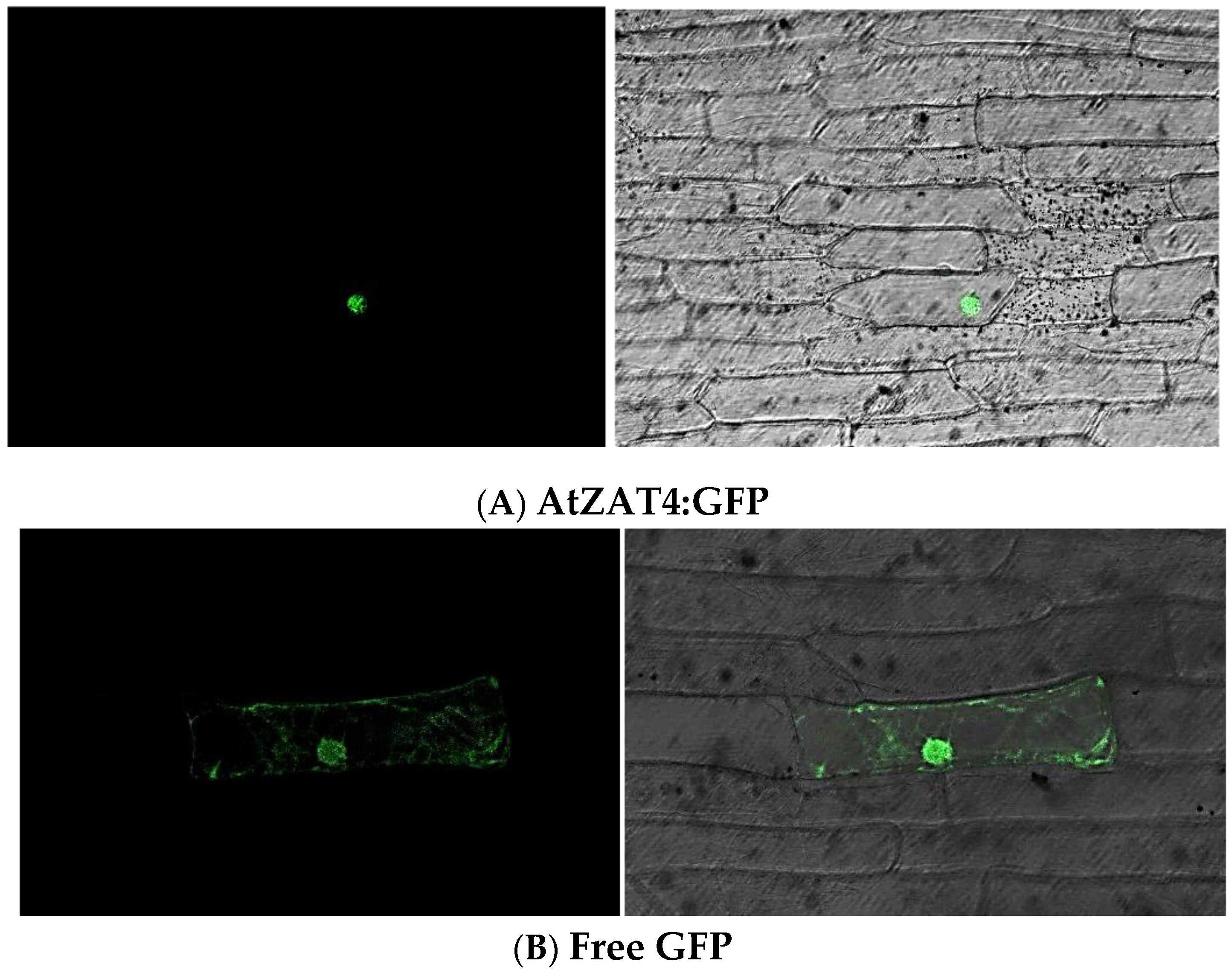 Plants 11 01974 g002