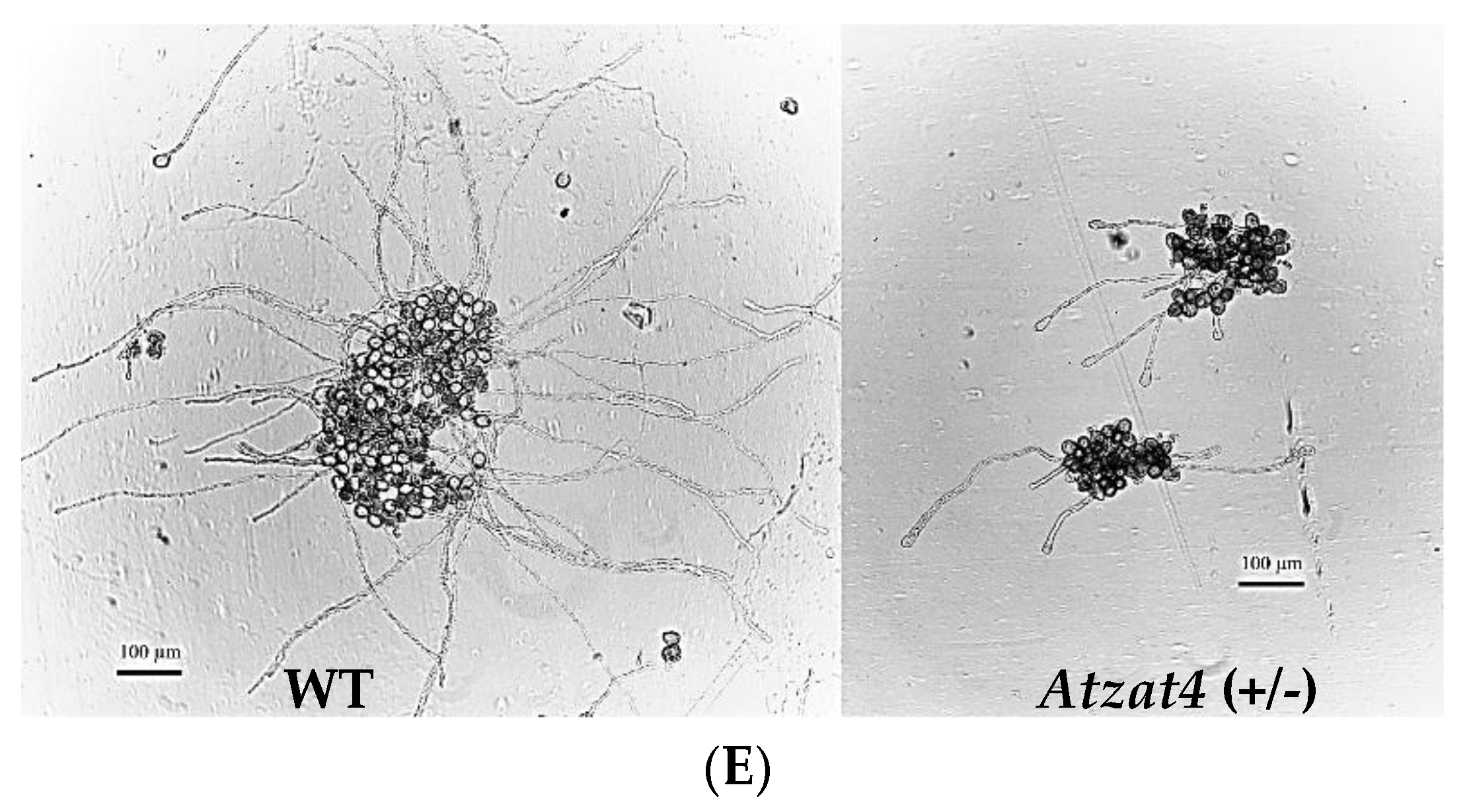Plants 11 01974 g005b