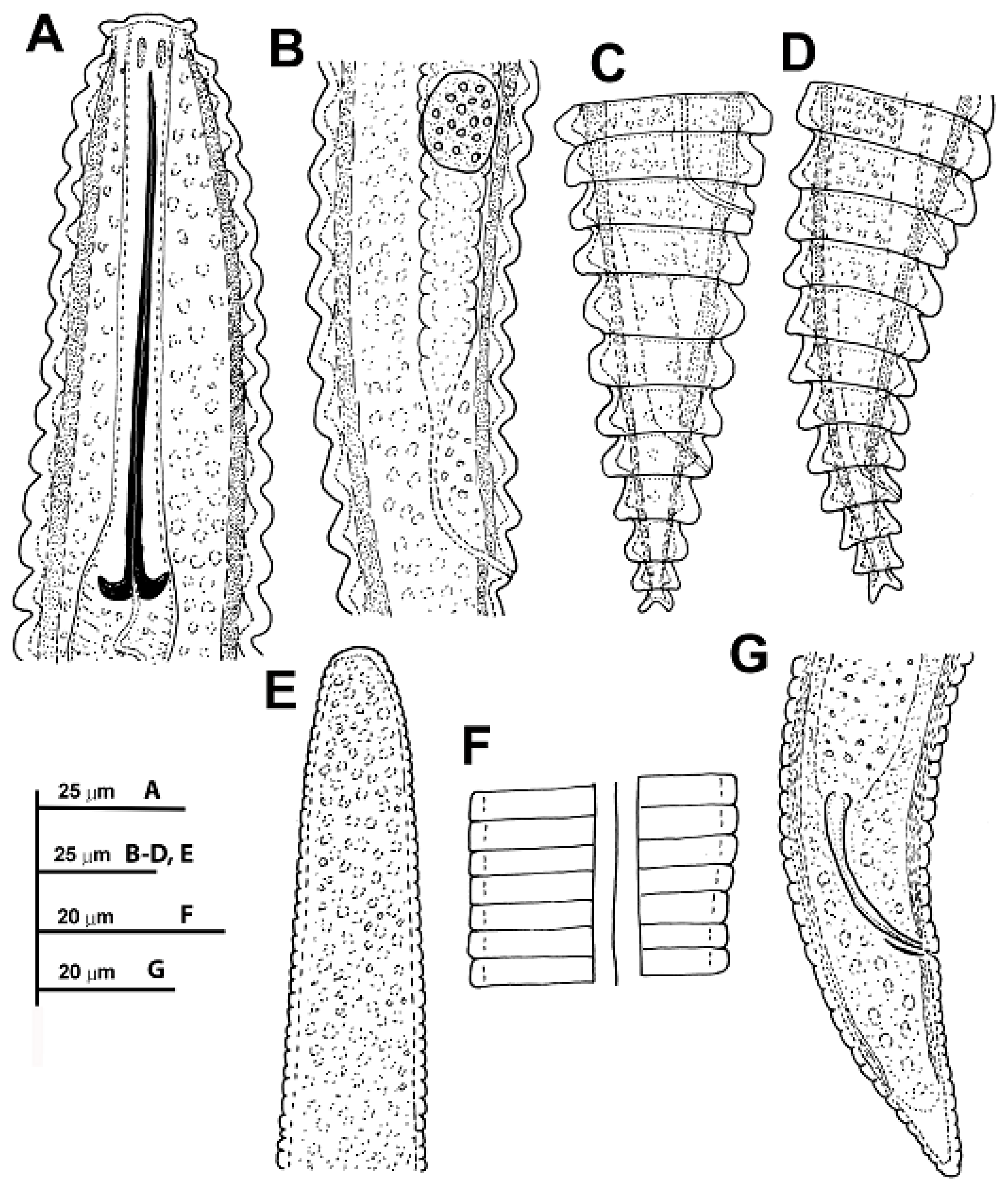 Plants 11 01977 g003