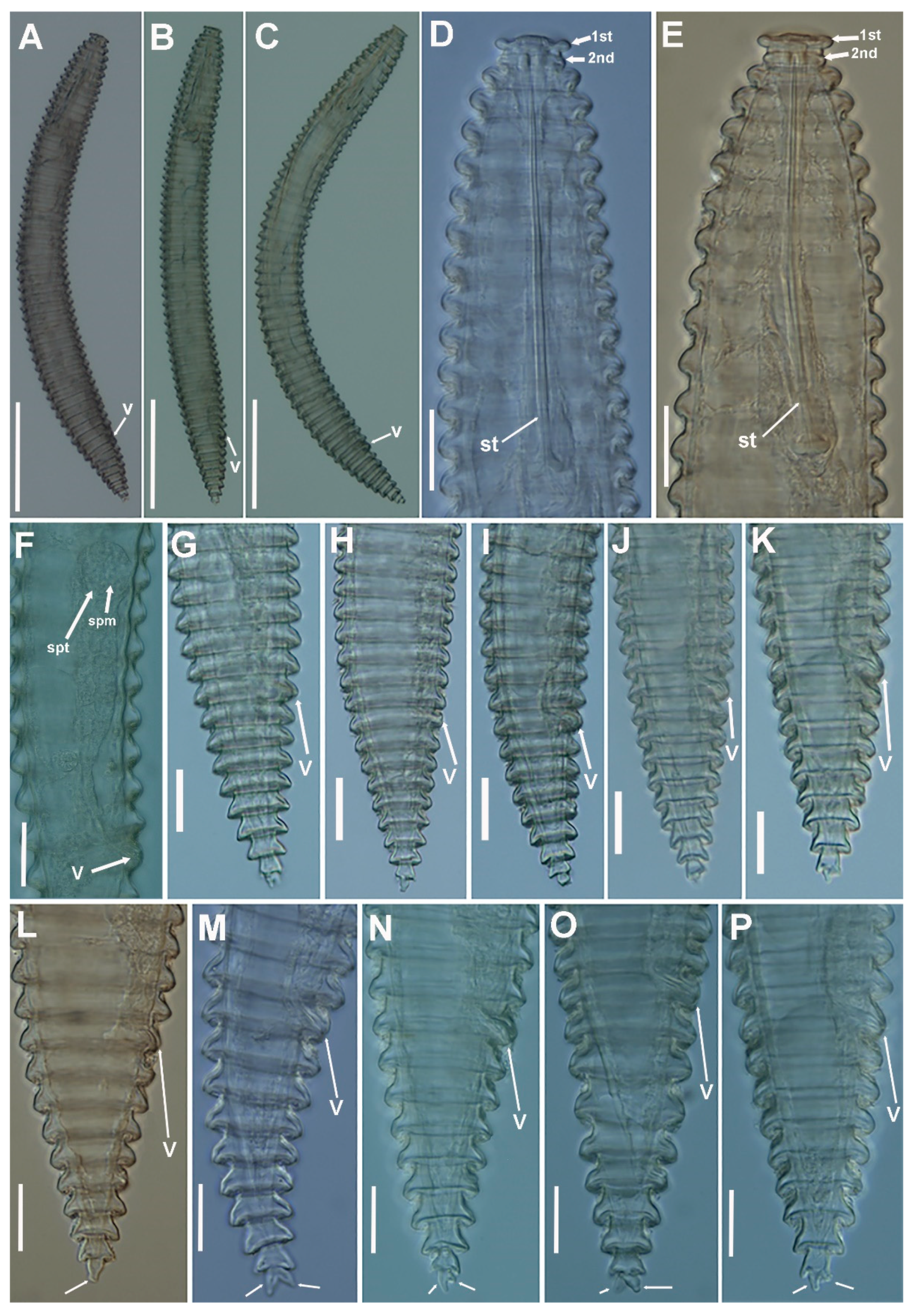 Plants 11 01977 g004