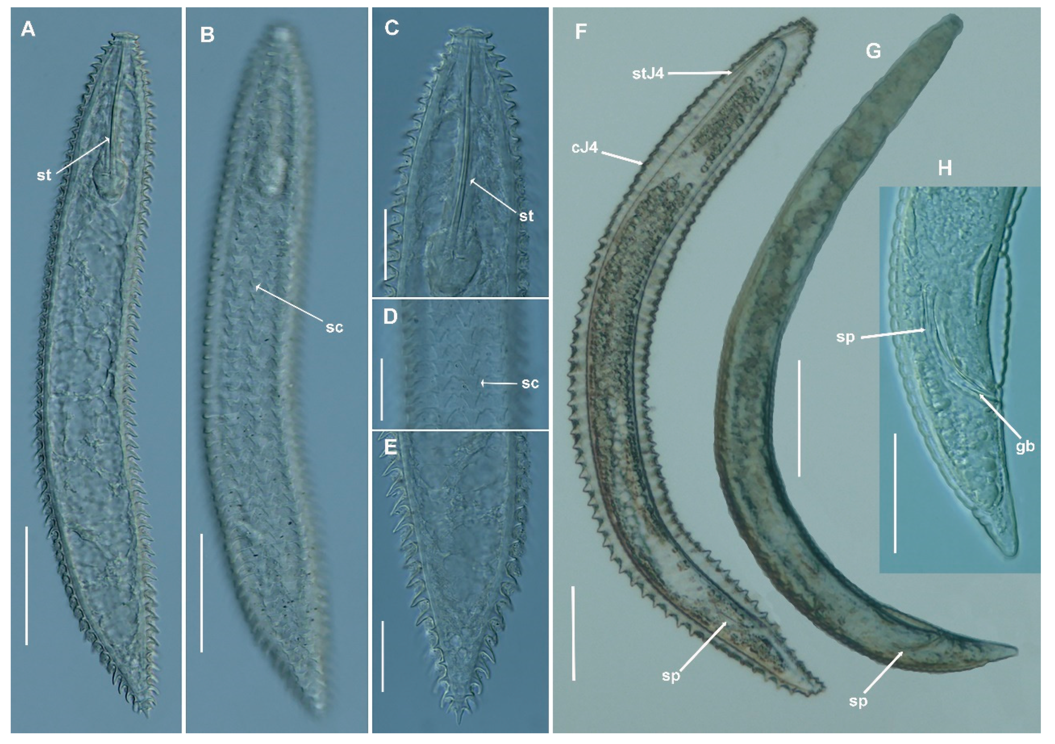 Plants 11 01977 g005
