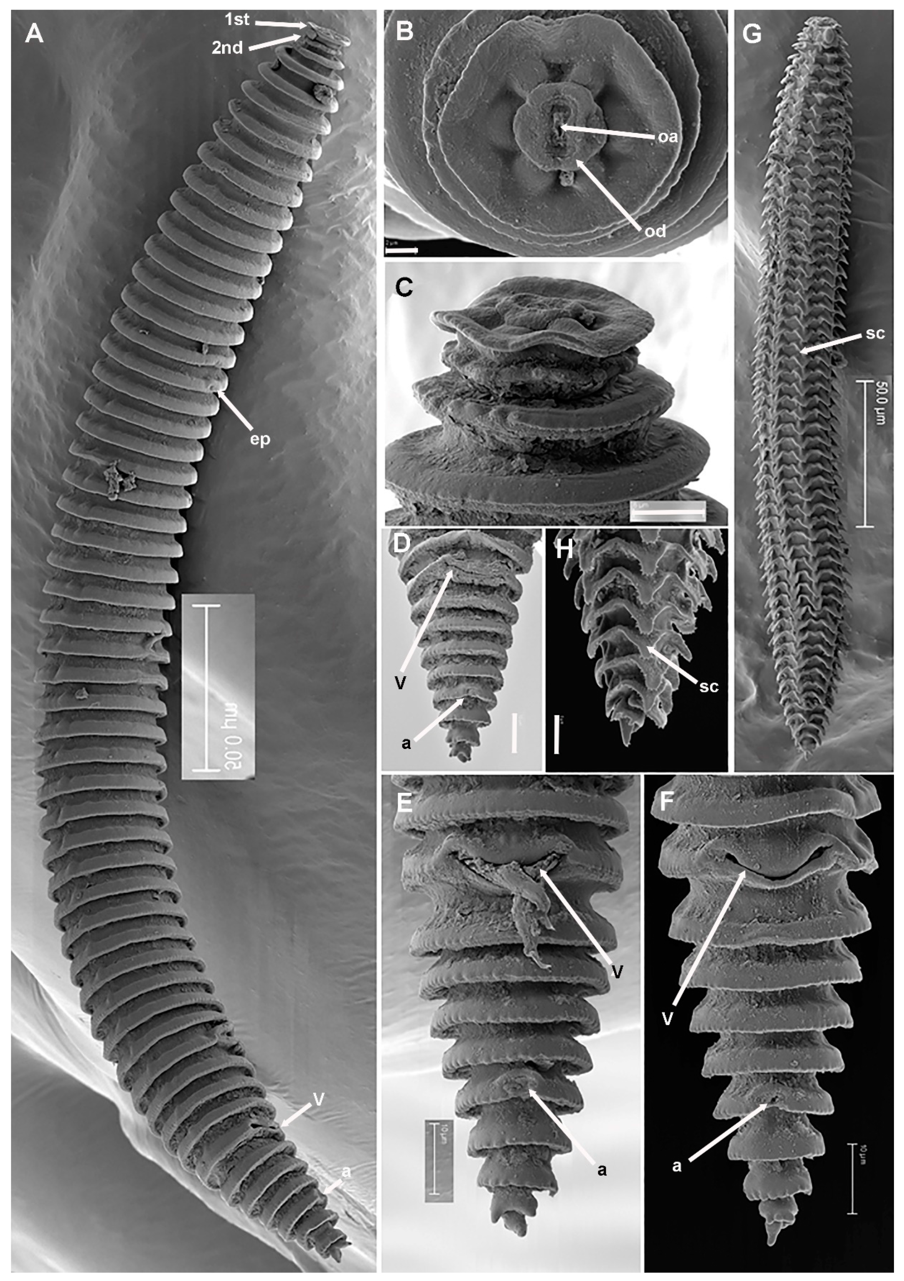 Plants 11 01977 g006