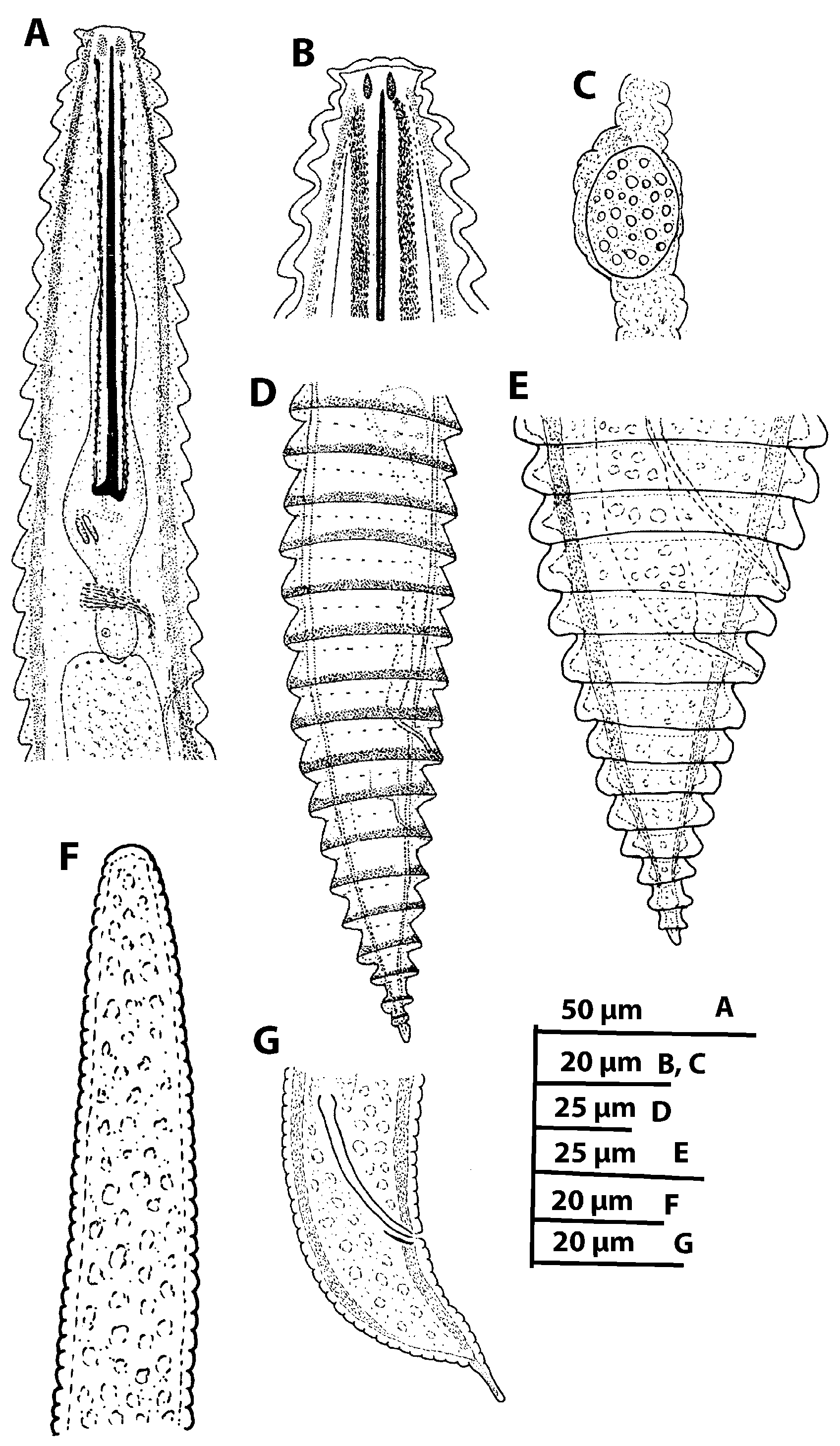 Plants 11 01977 g007