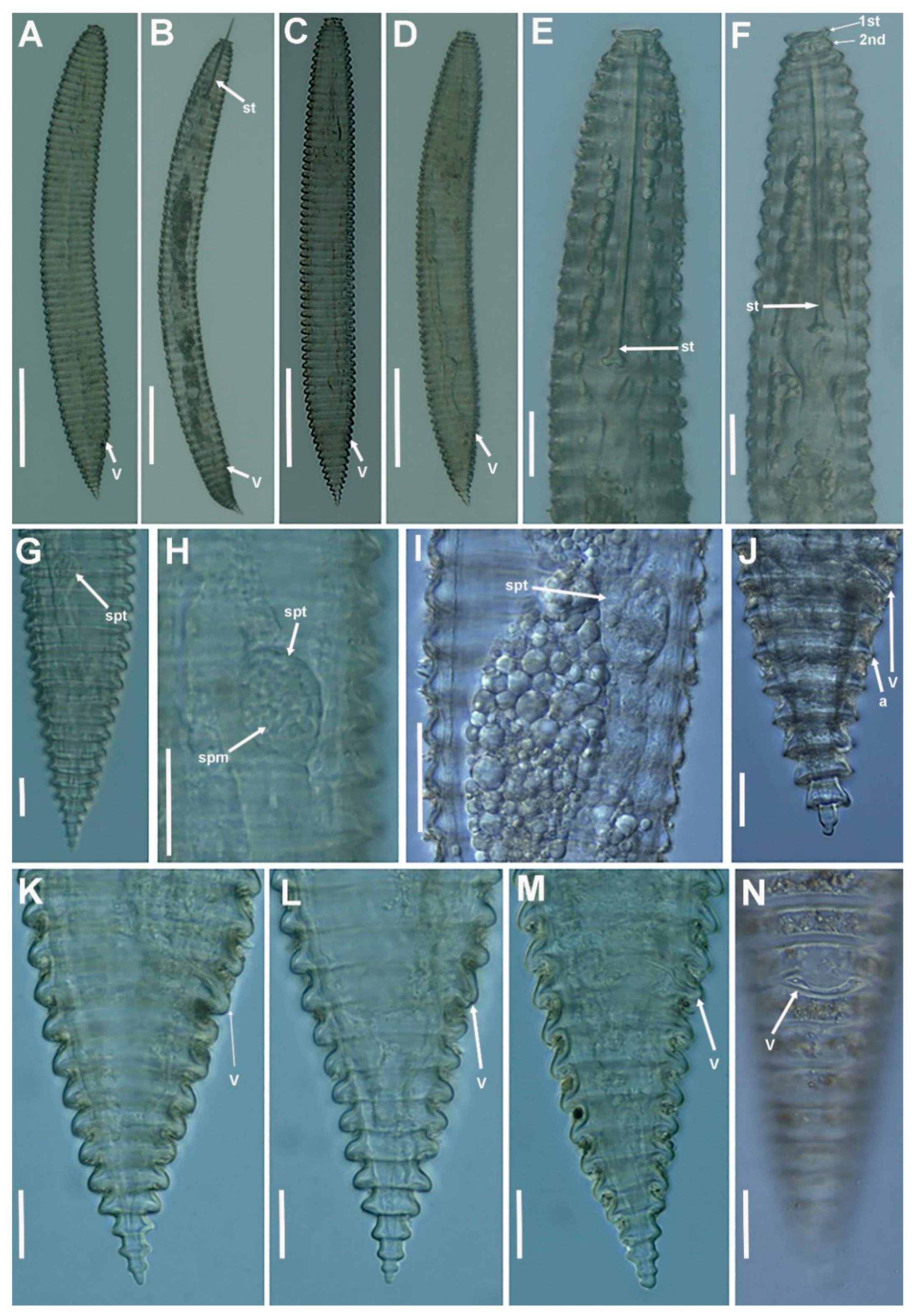 Plants 11 01977 g008