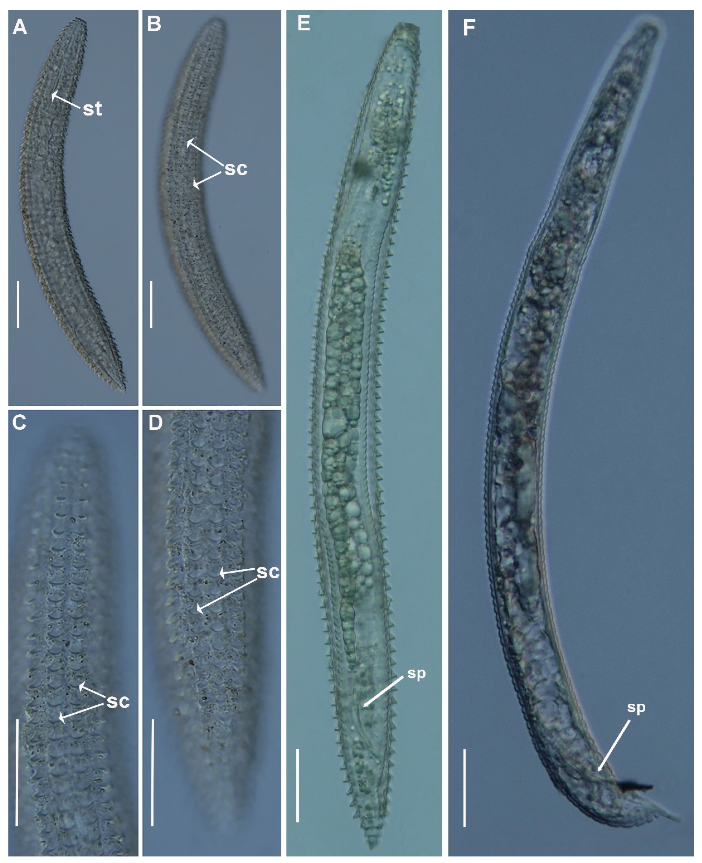 Plants 11 01977 g009