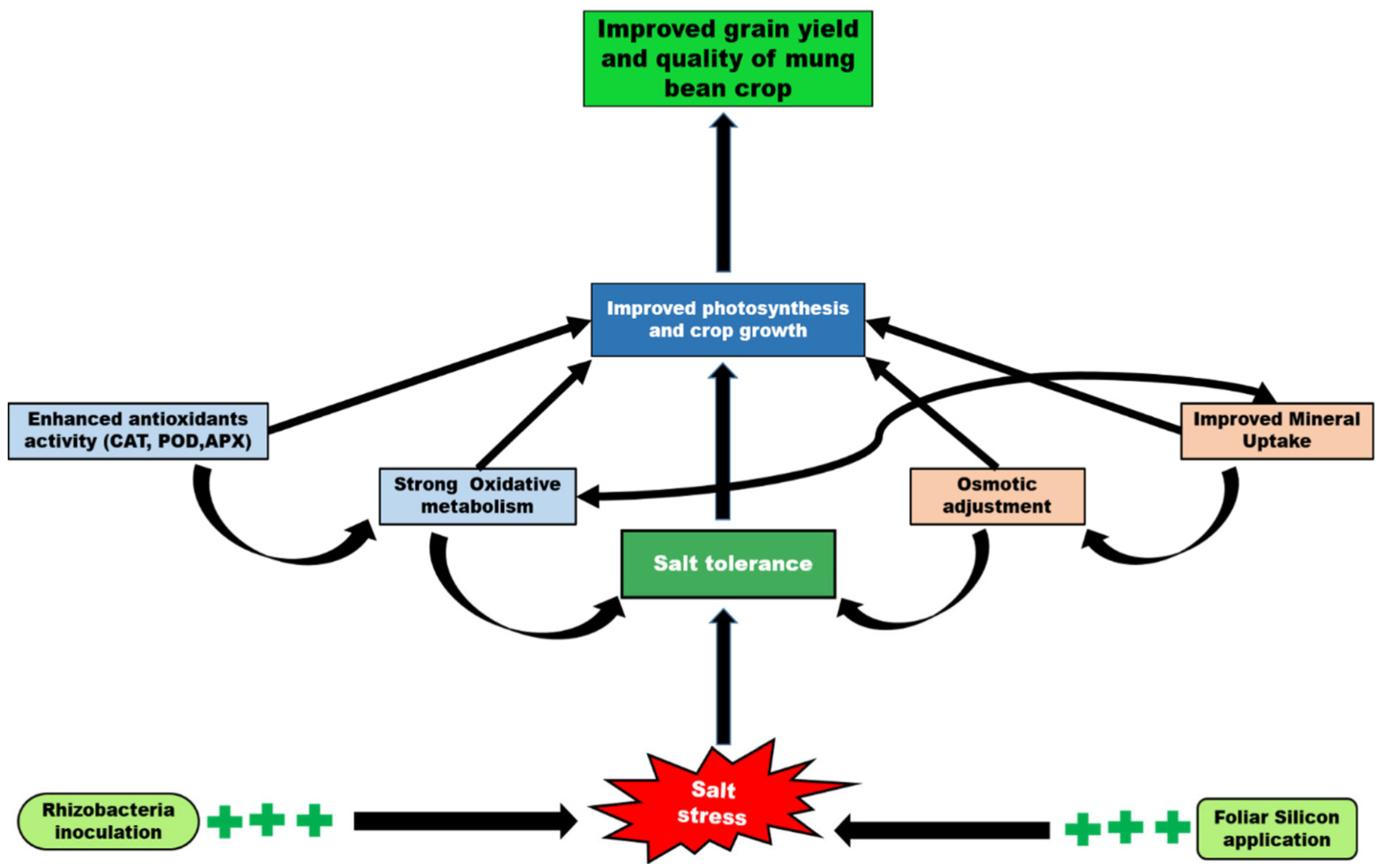 Plants 11 01980 g004