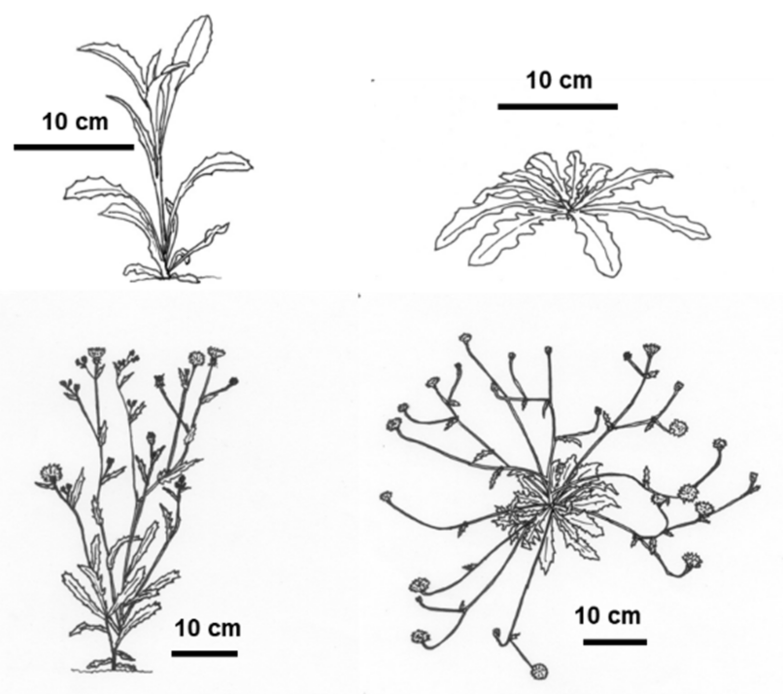 Plants 11 01981 g005