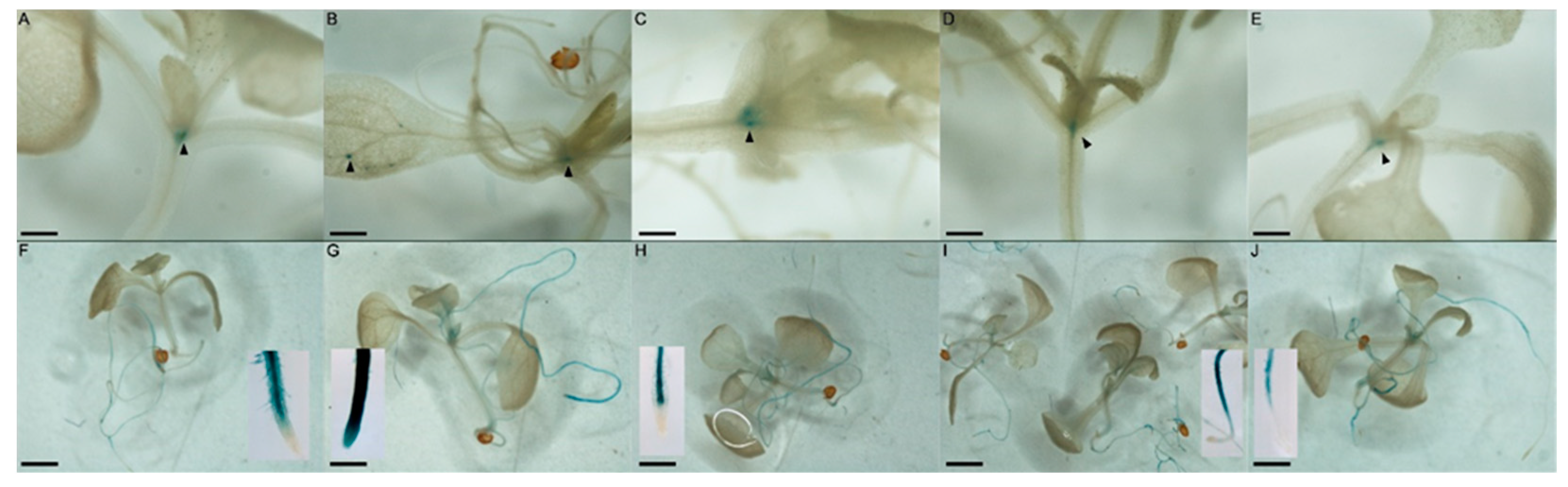 Plants 11 01992 g002 Plants 11 01992 g002