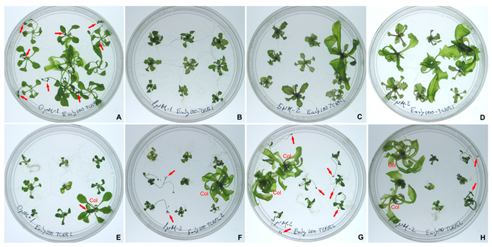 Plants 11 01992 g003 Plants 11 01992 g003