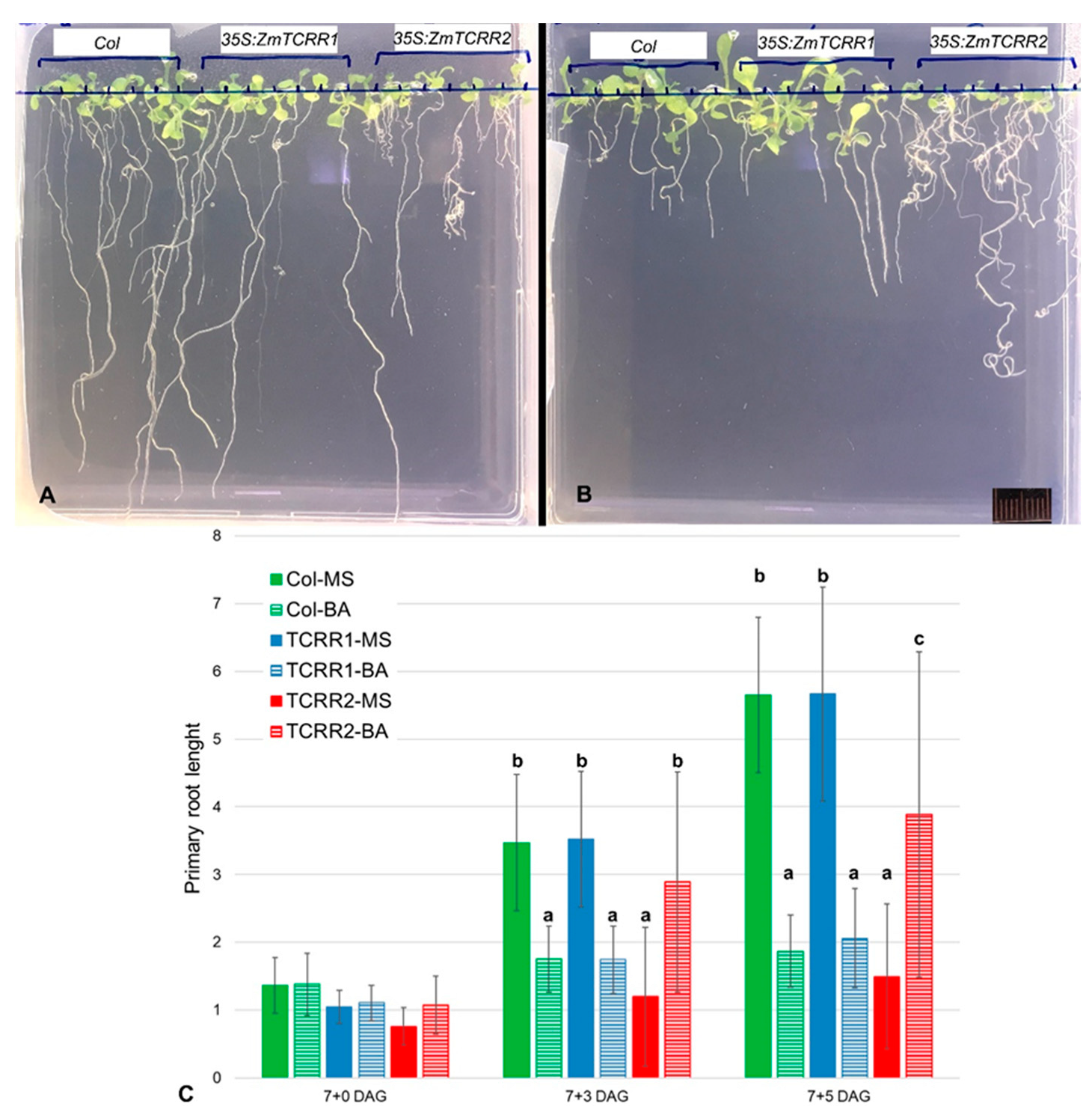 Plants 11 01992 g004 Plants 11 01992 g004