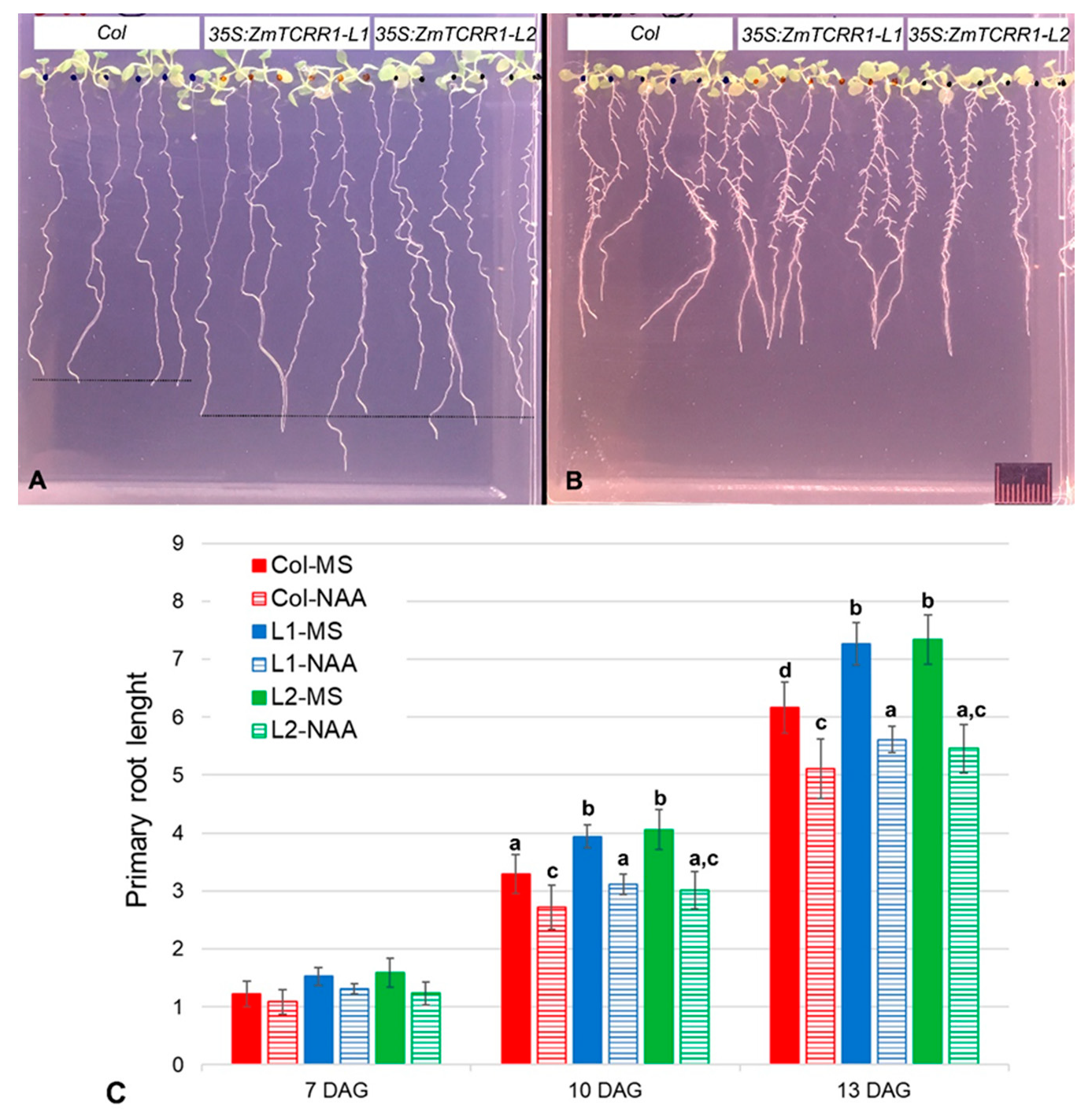 Plants 11 01992 g005 Plants 11 01992 g005