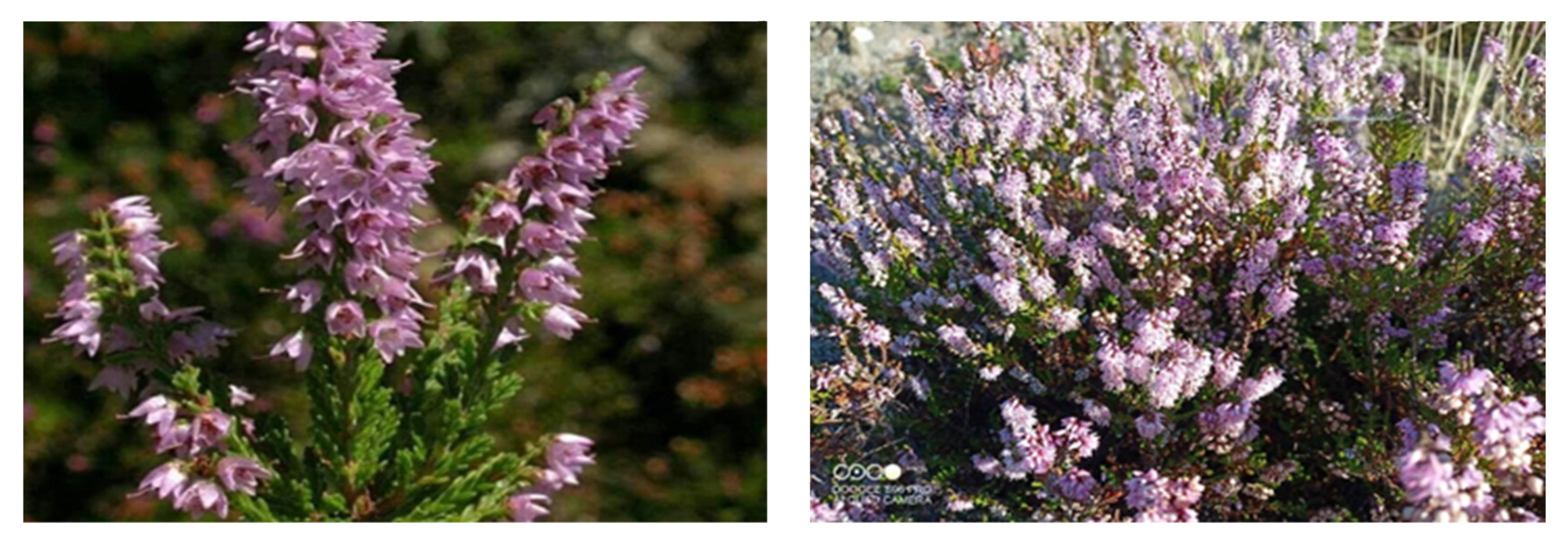 Bunch of purple scotch heather (Calluna vulgaris, erica, ling