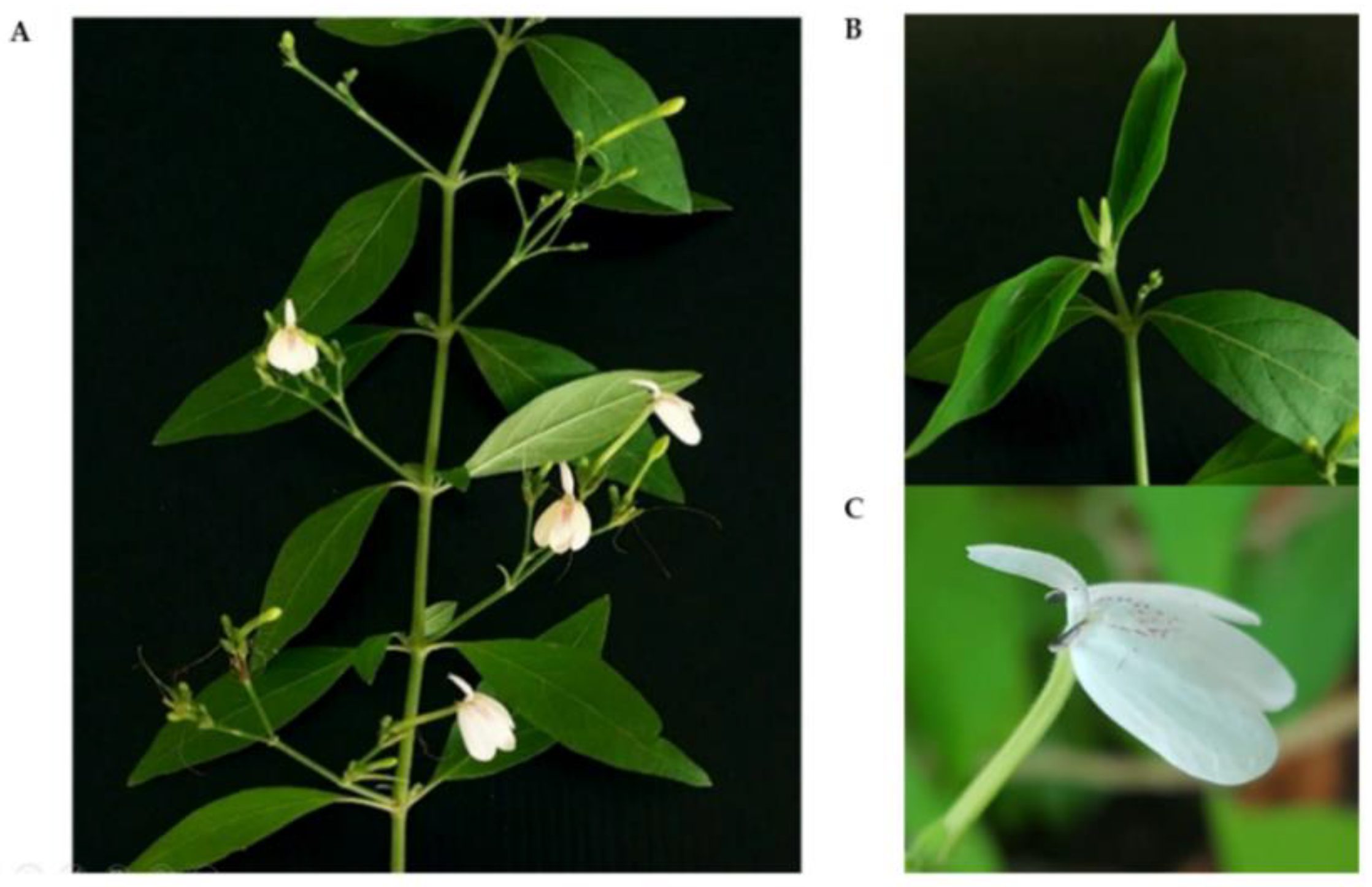 Plants 11 01994 g001 Plants 11 01994 g001