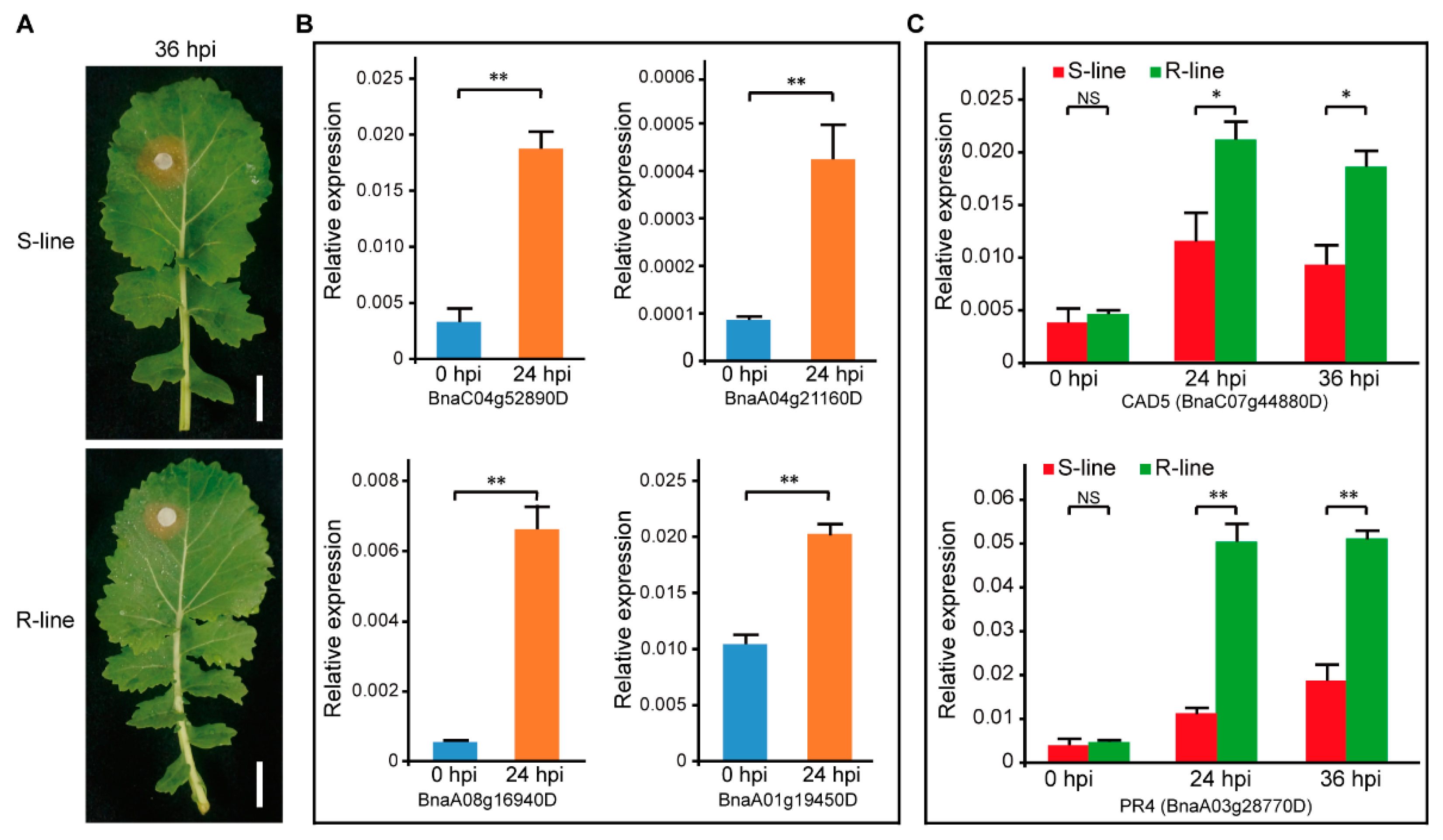 Plants 11 02001 g004