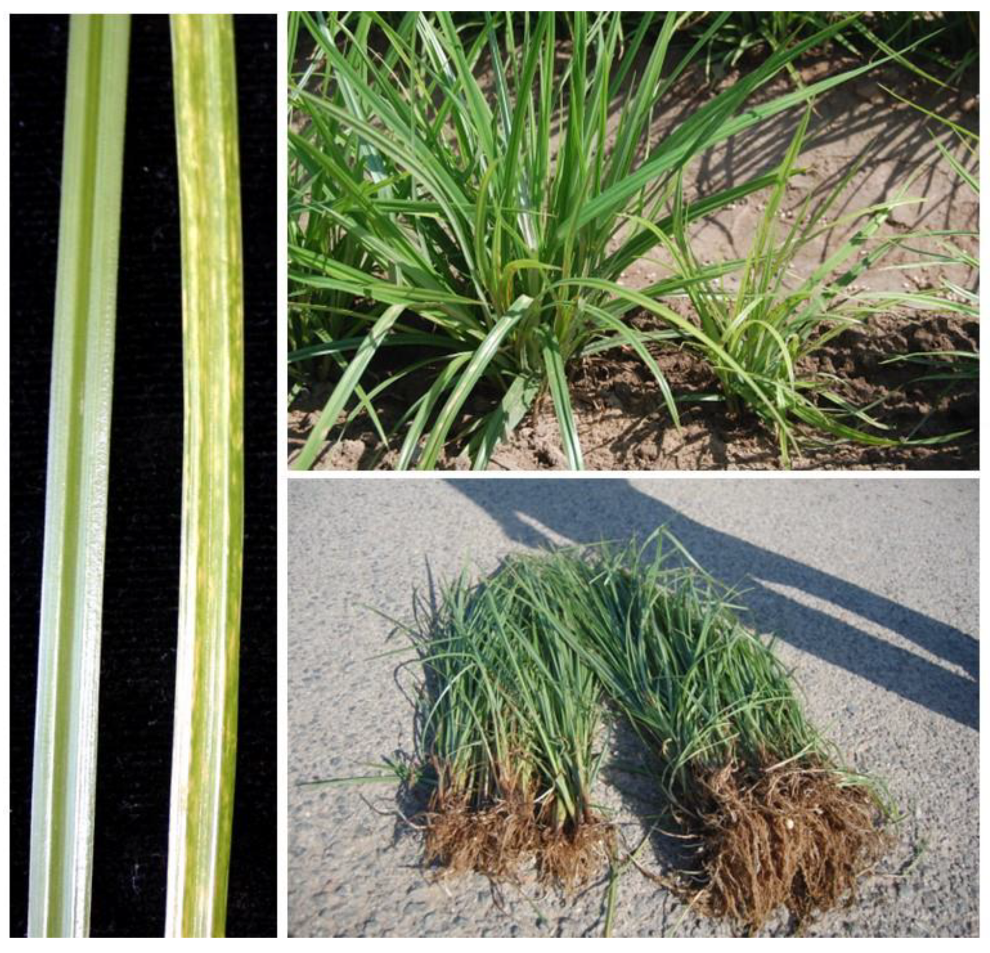 Plants 11 02002 g001