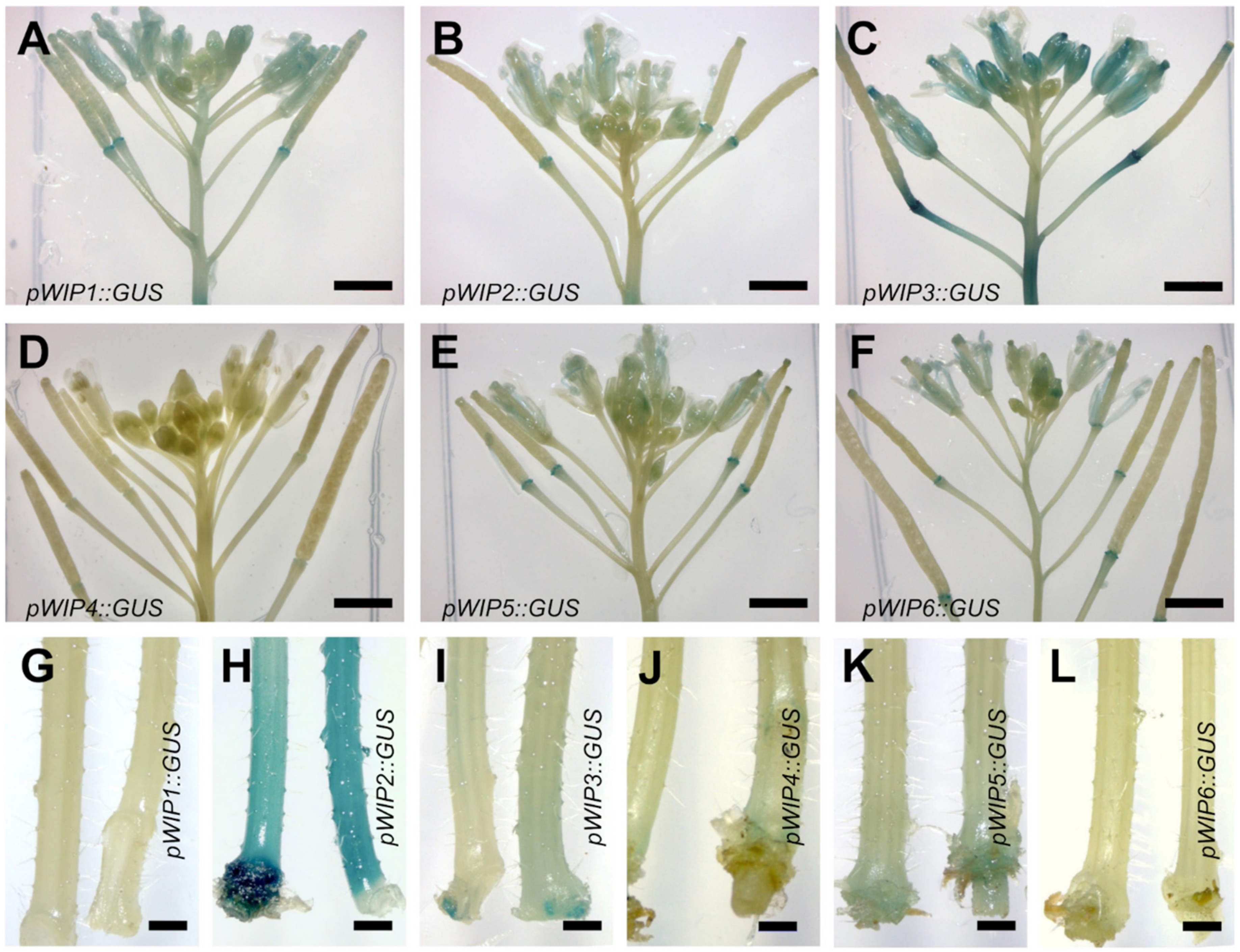 Plants 11 02010 g002 550