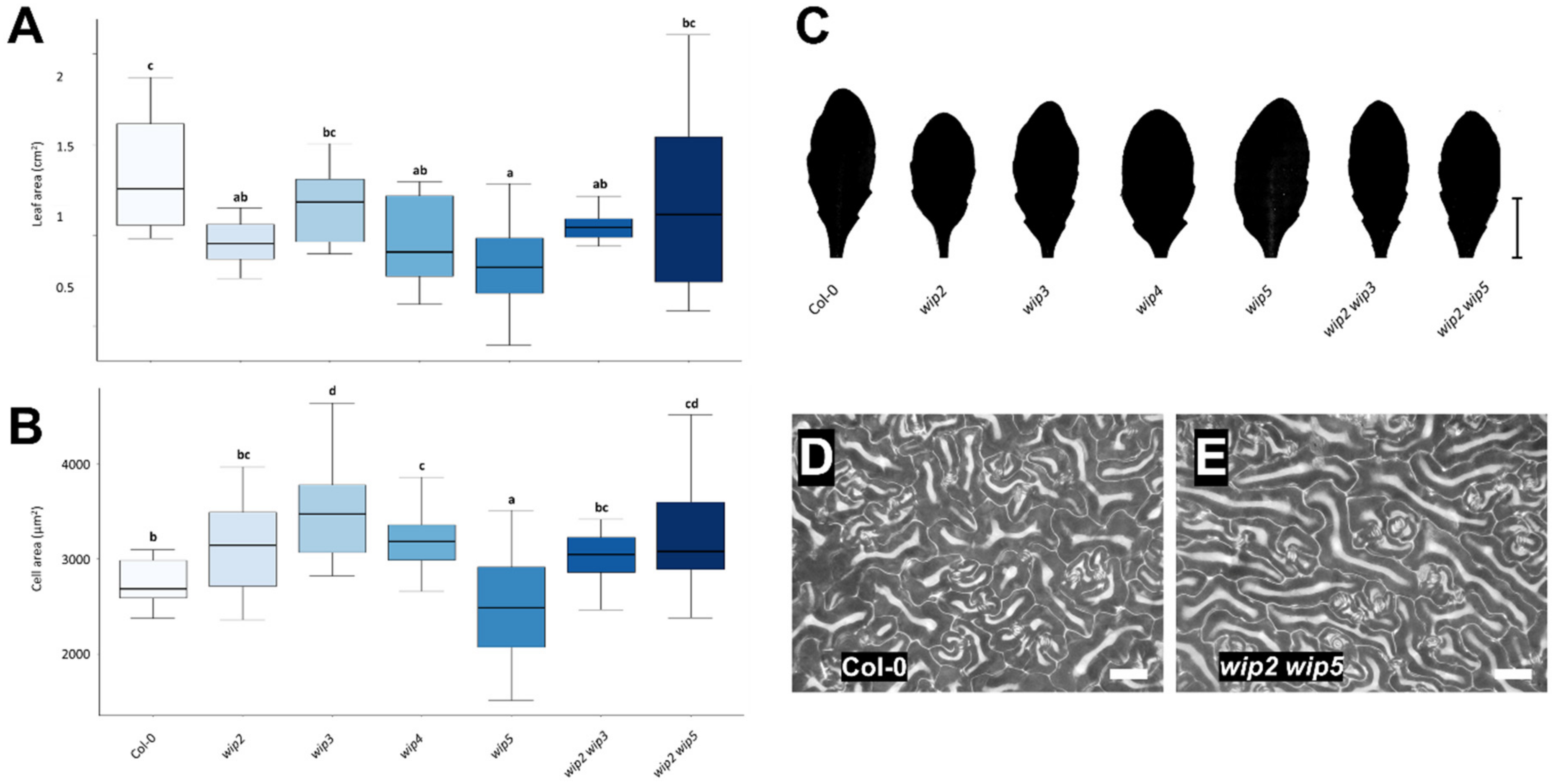 Plants 11 02010 g004 550