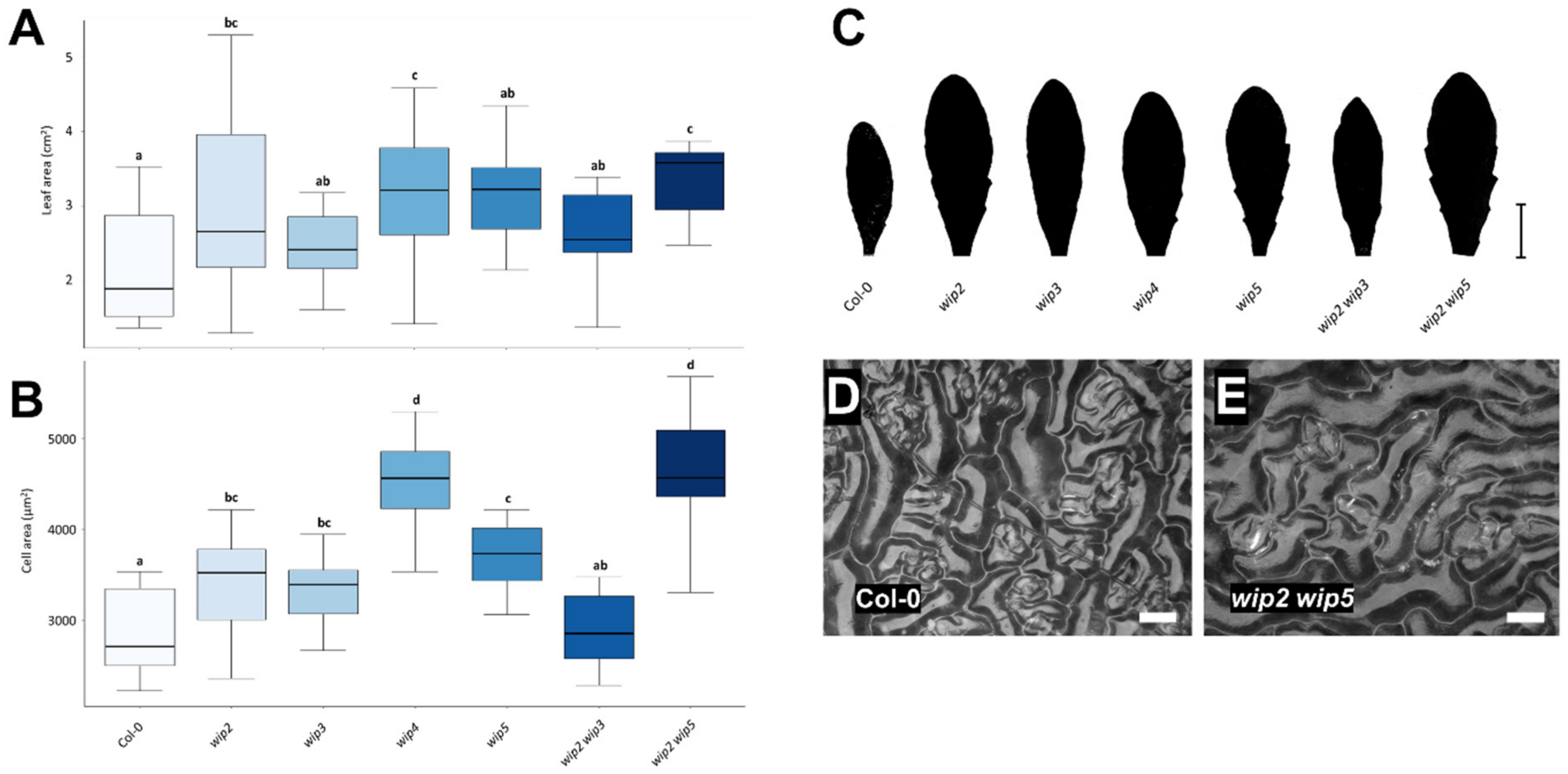 Plants 11 02010 g005 550