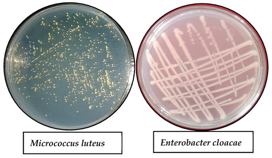 洋楽 Cleanse the Bacteria - Various Artists 洋楽 Cleanse the Bacteria - Various Artists V/A