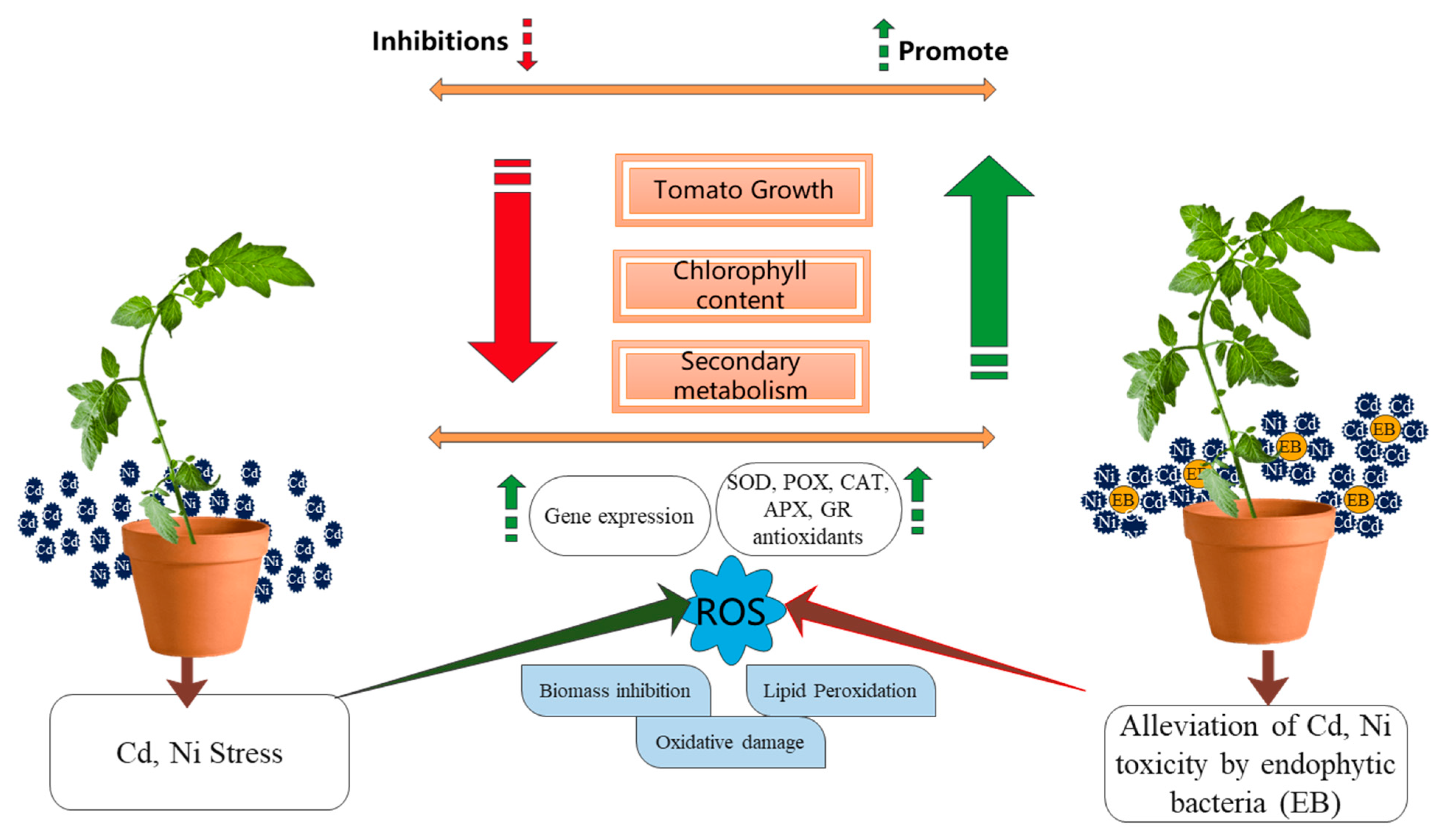 Plants 11 02018 g011
