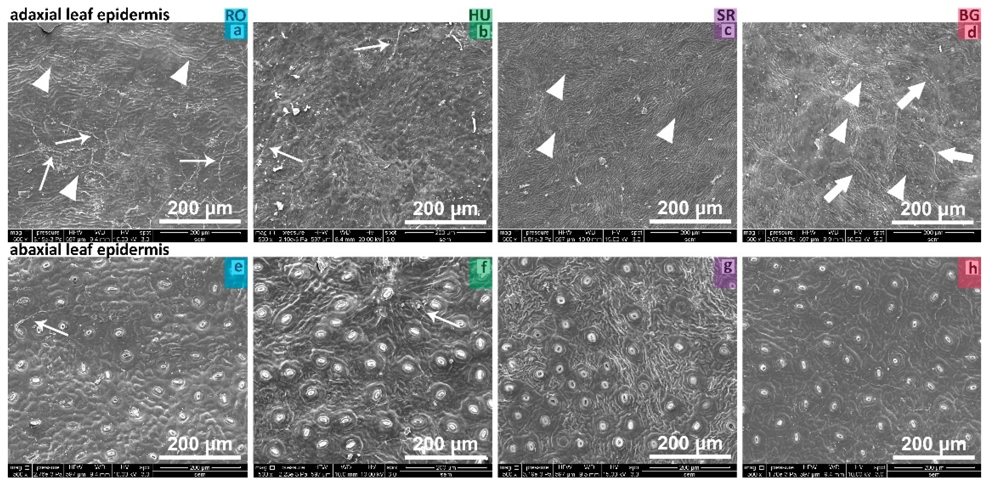 Plants 11 02022 g003 Plants 11 02022 g003