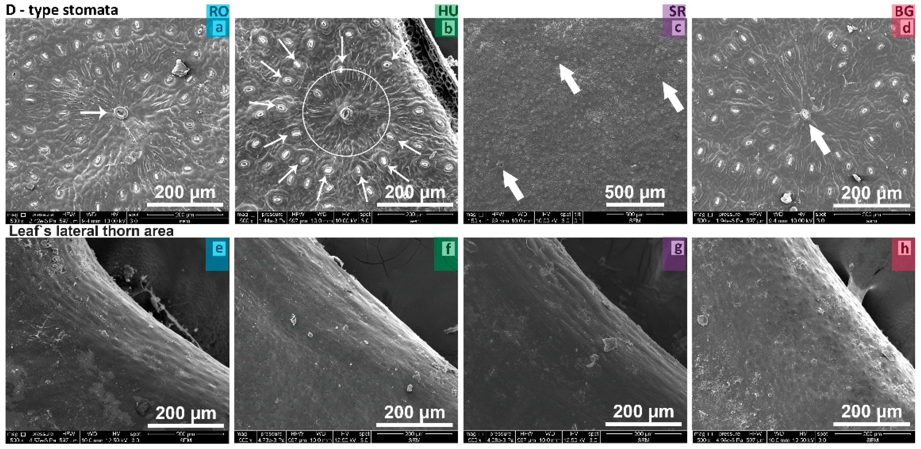 Plants 11 02022 g004 Plants 11 02022 g004