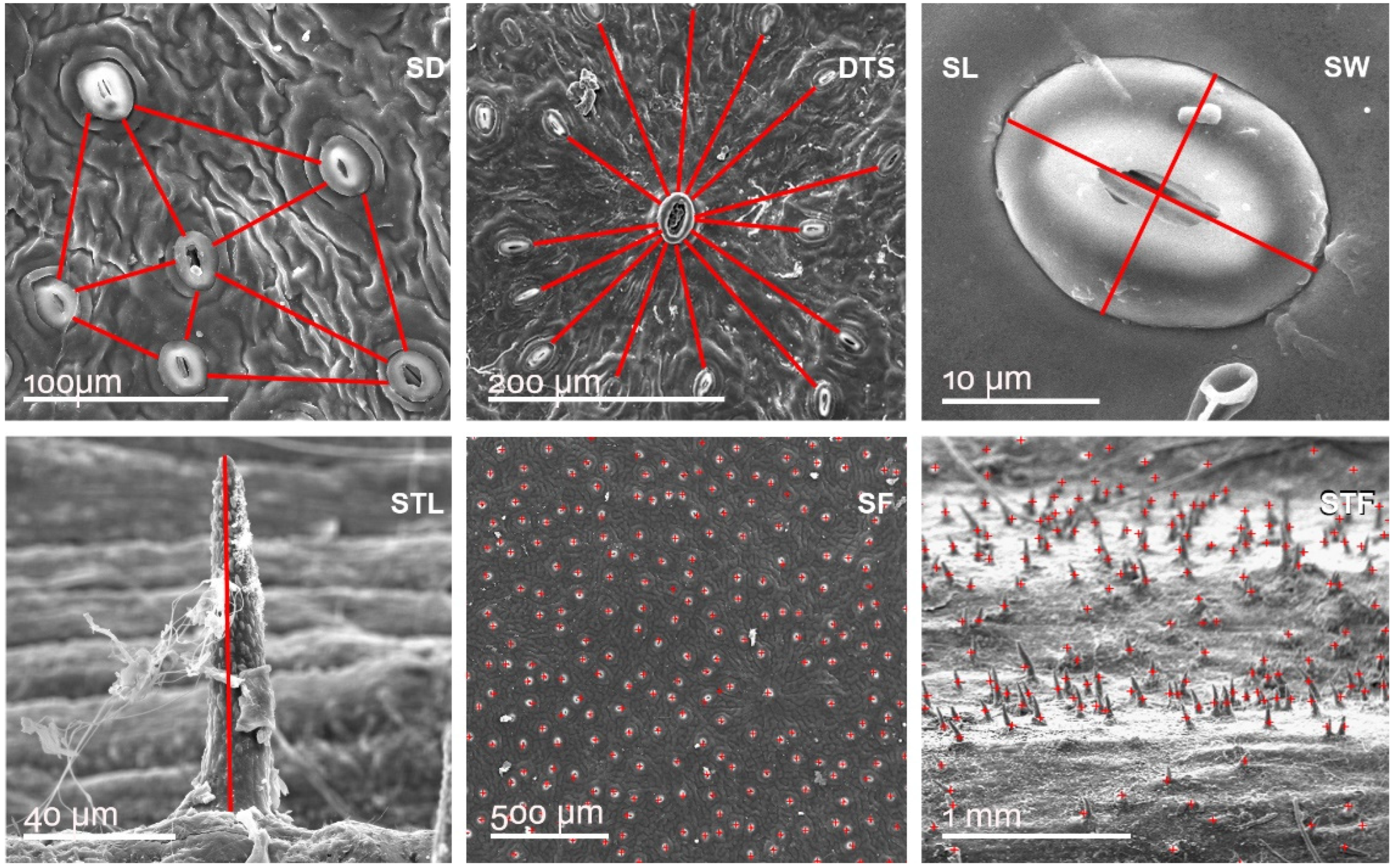 Plants 11 02022 g010 Plants 11 02022 g010