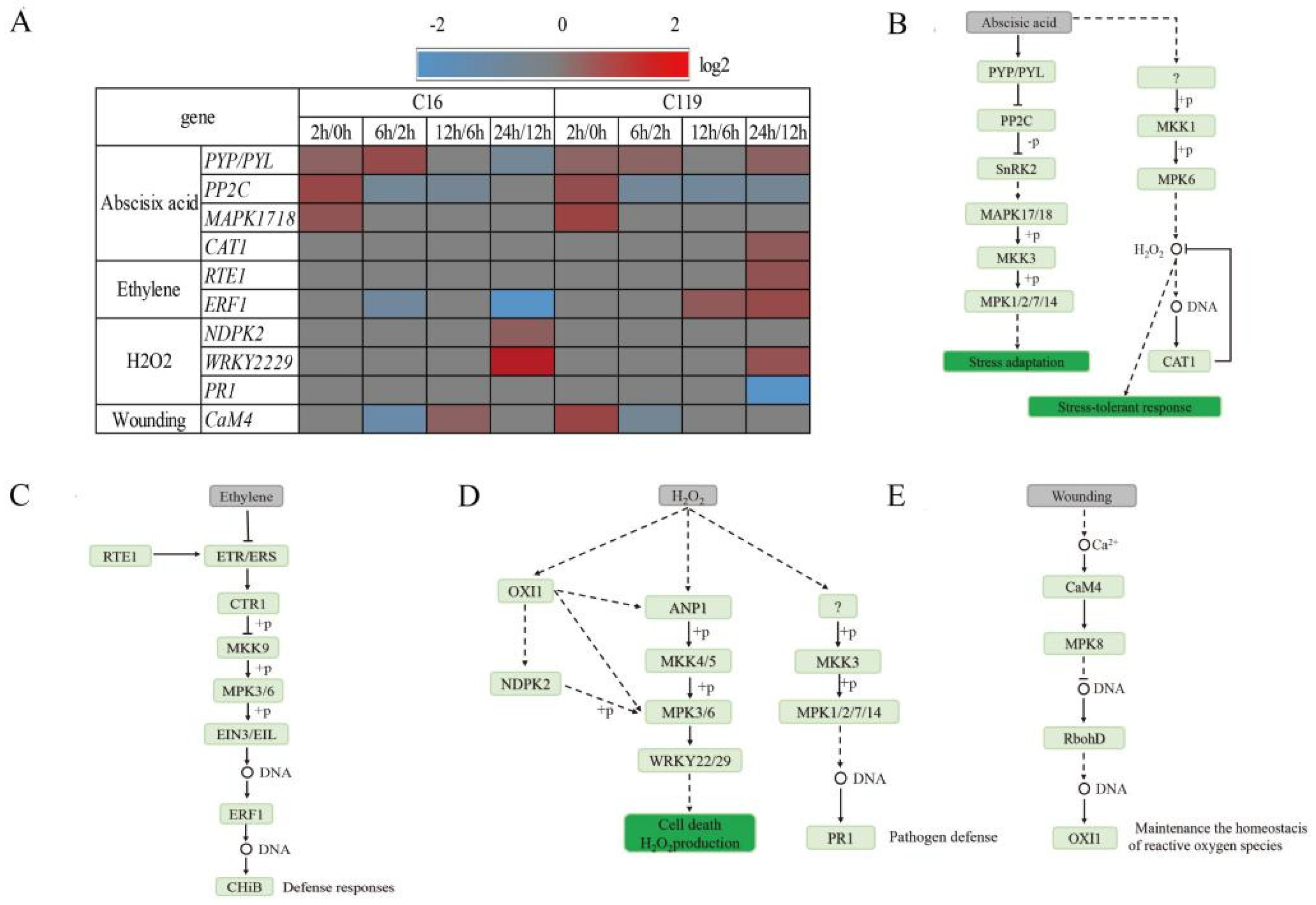 Plants 11 02024 g006 Plants 11 02024 g006