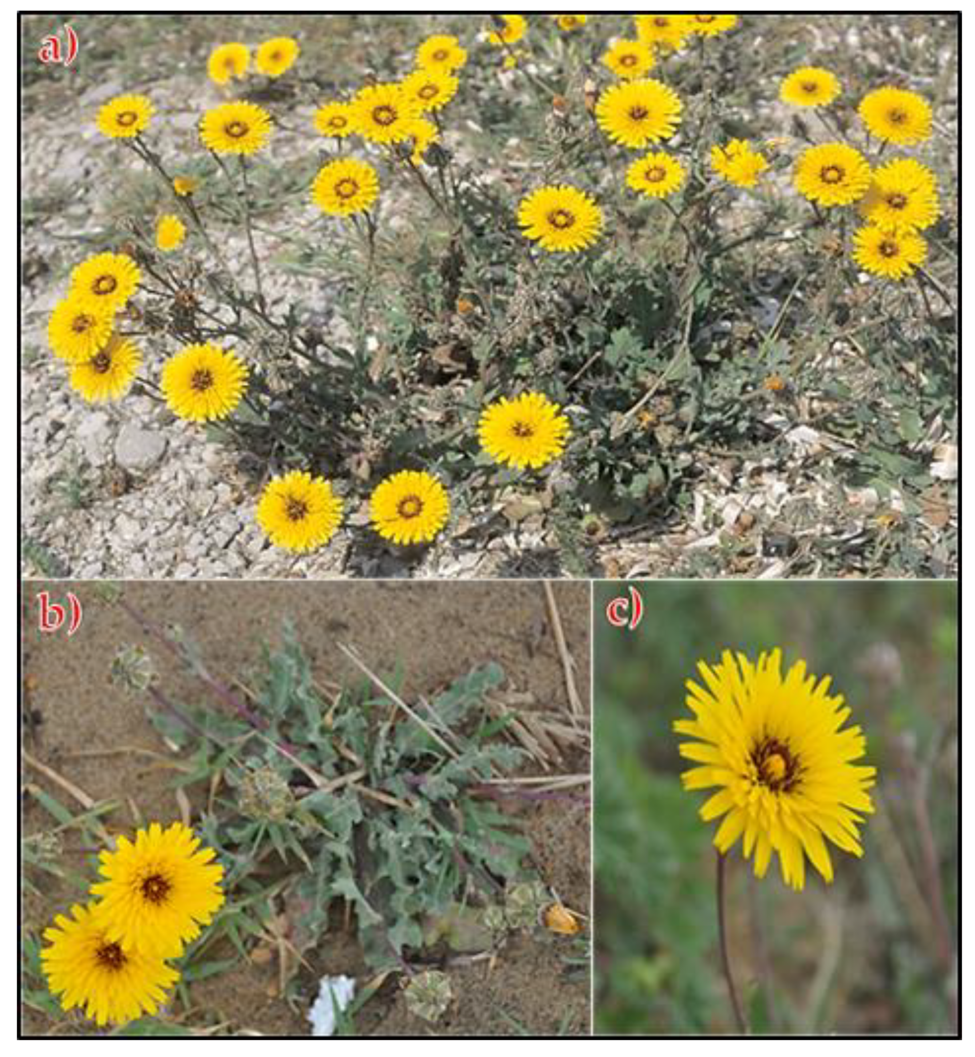 Plants 11 02028 g005