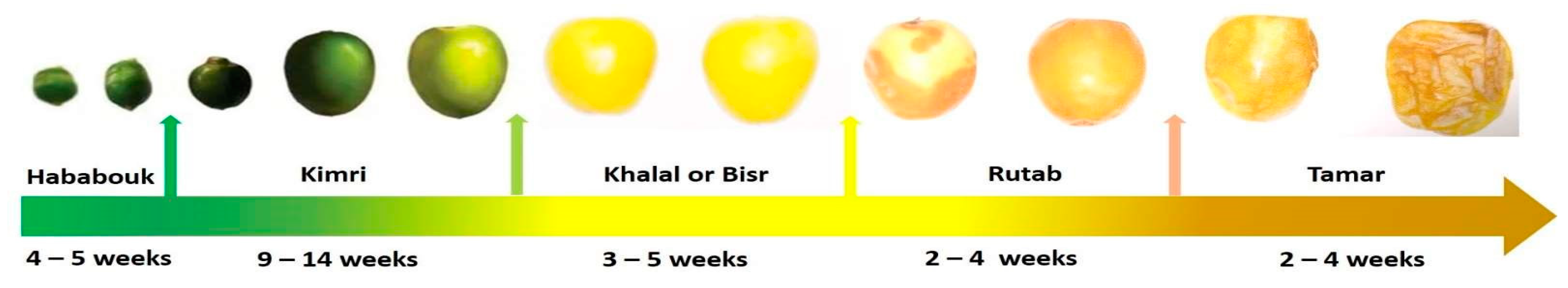 Plants 11 02029 g001