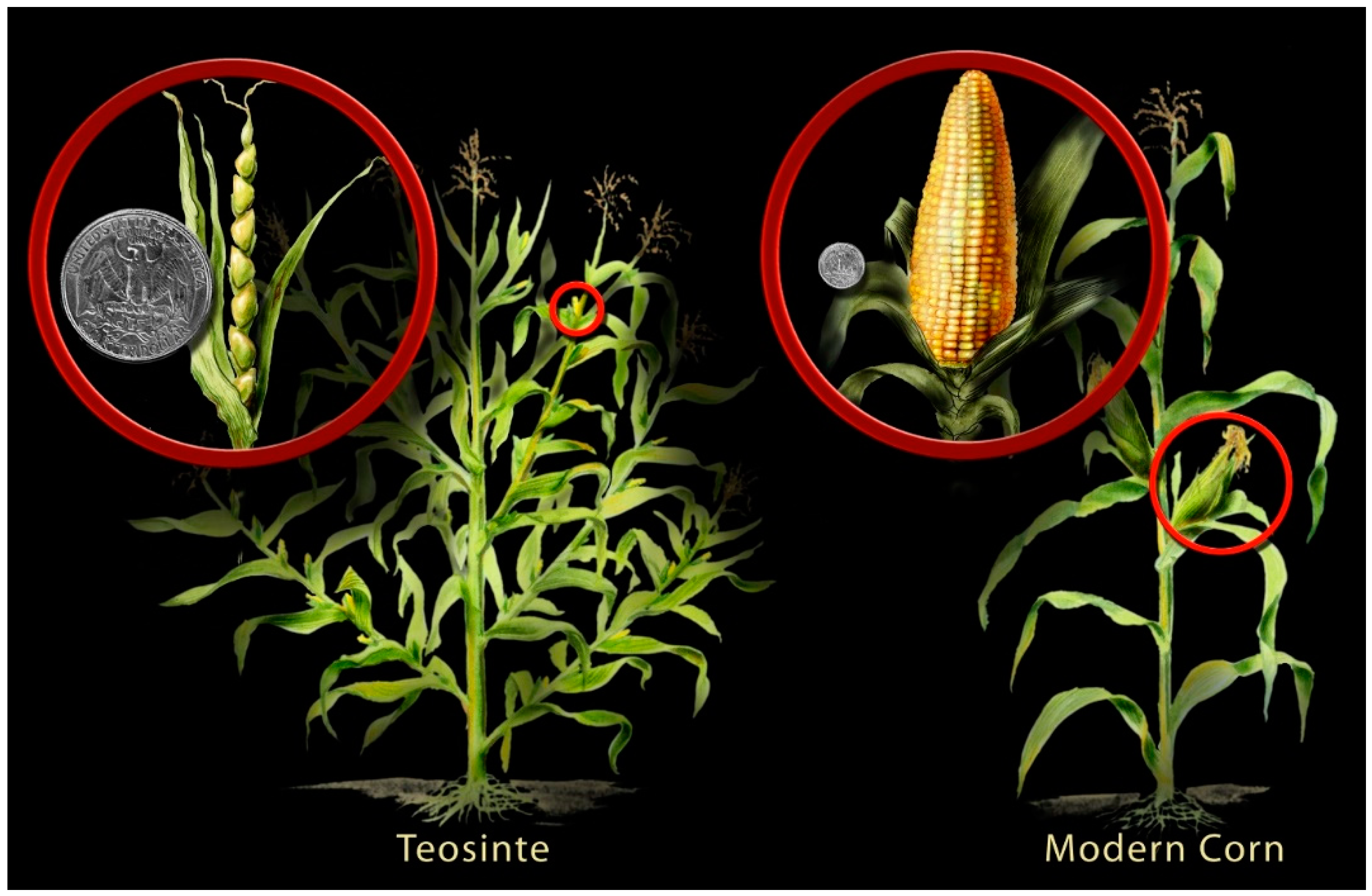 Plants 11 02038 g002