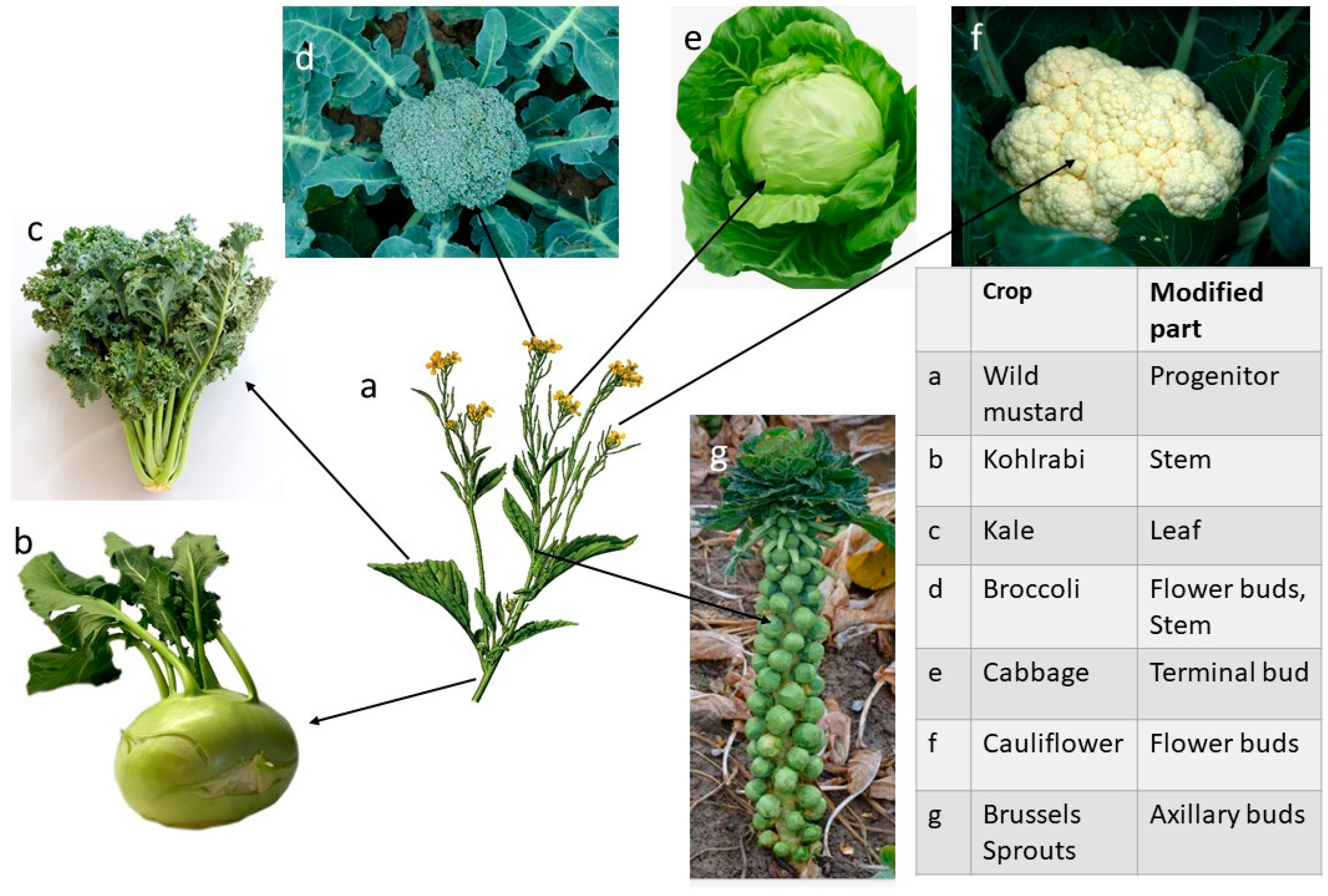 Plants 11 02038 g003