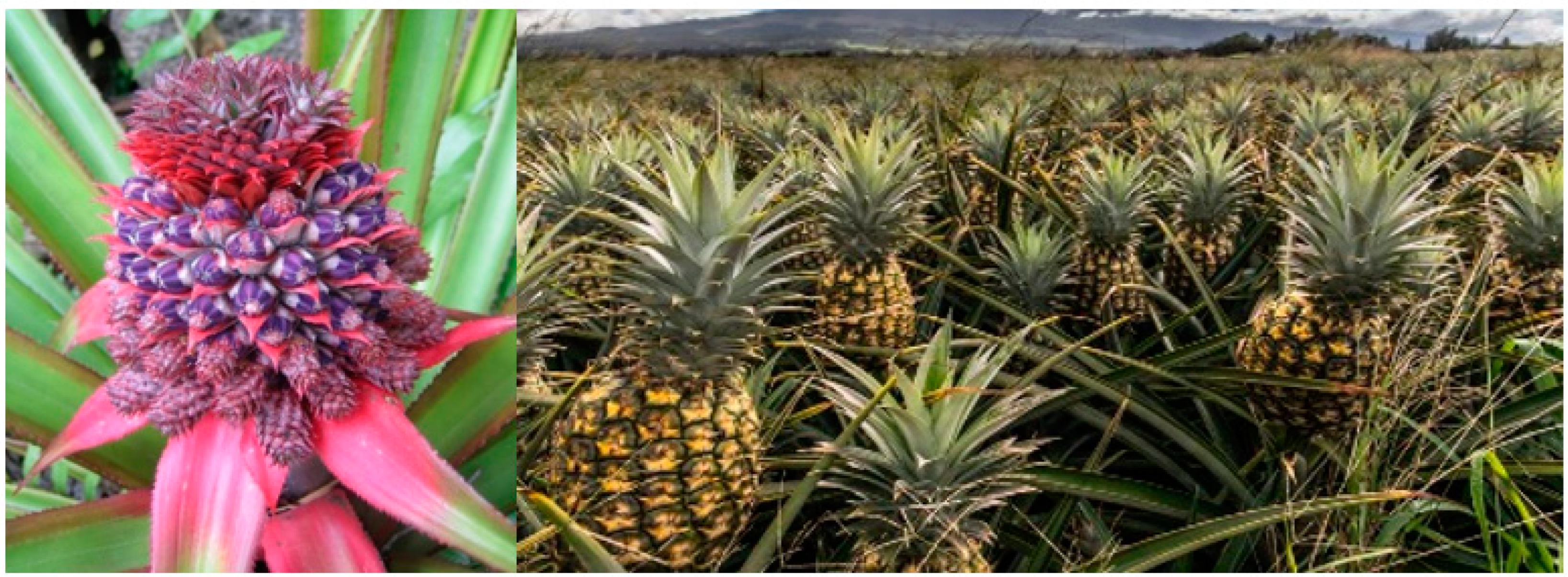 Plants 11 02038 g004