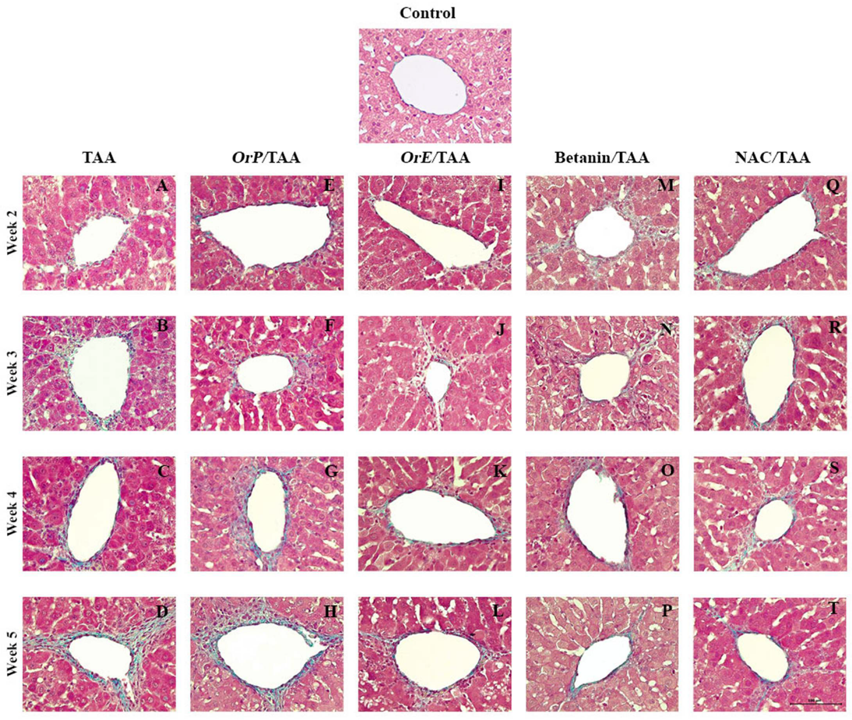 Plants 11 02039 g008 550