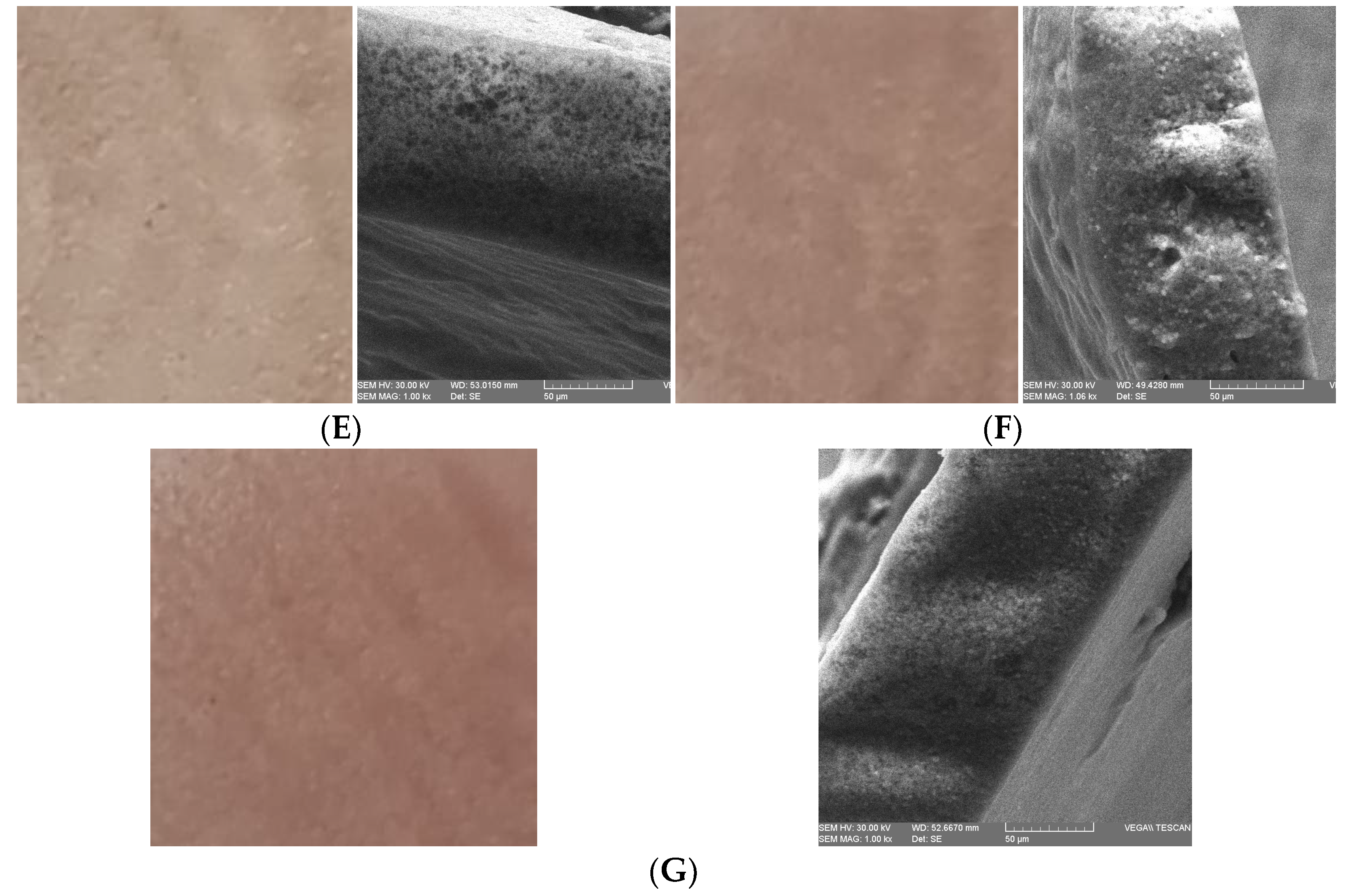 Plants 11 02040 g001b 550