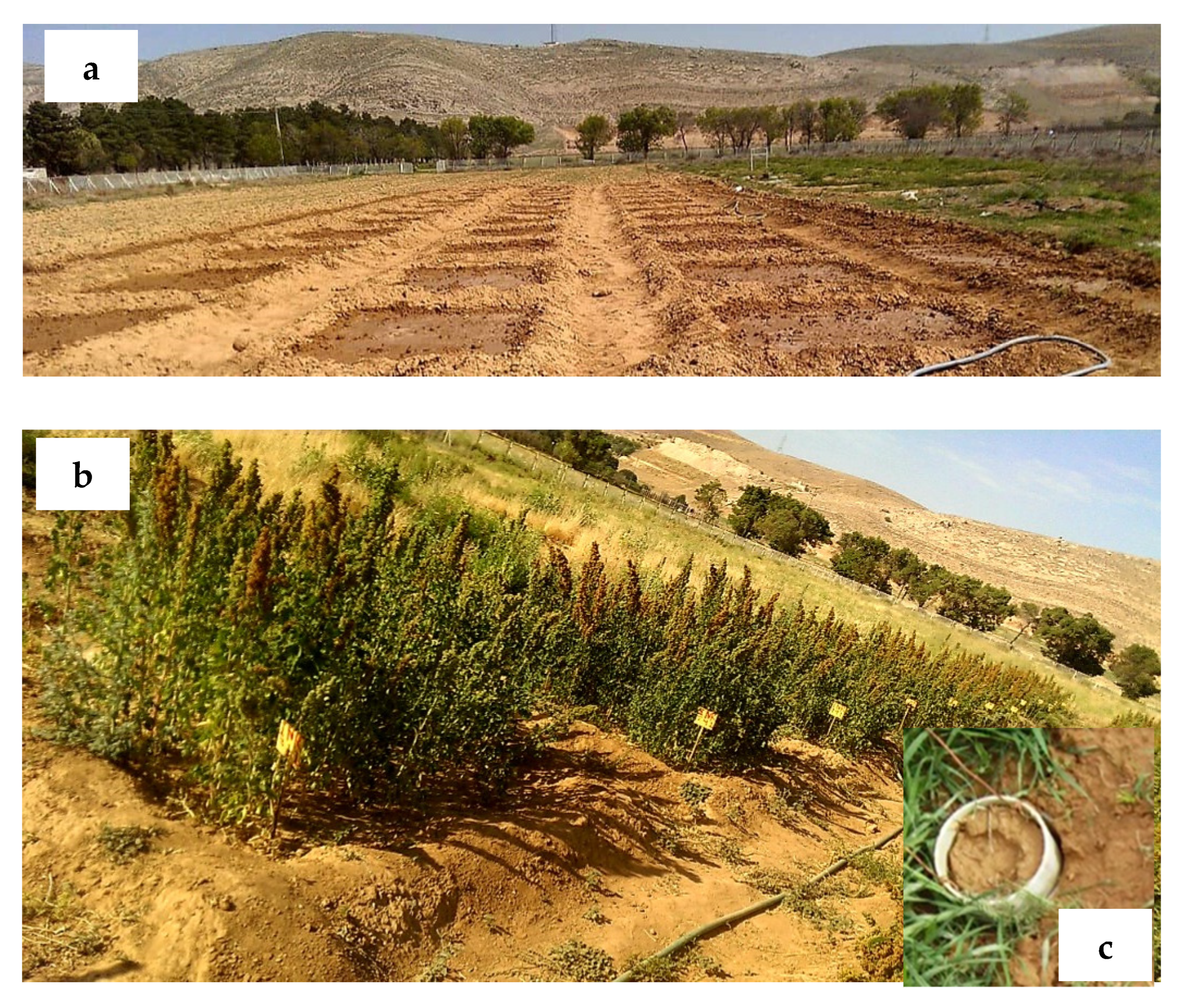 Plants 11 02048 g006