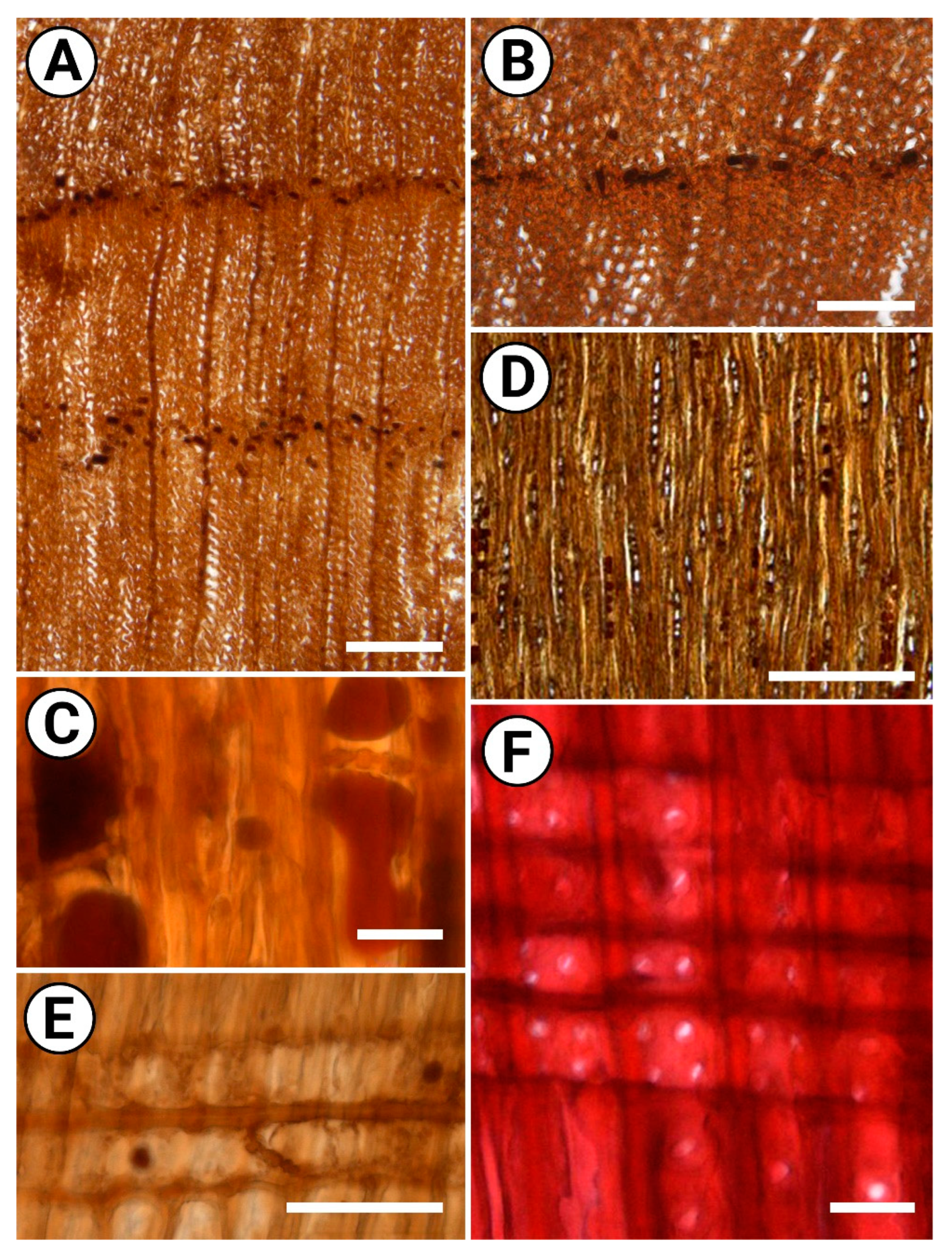 Plants 11 02050 g002 550