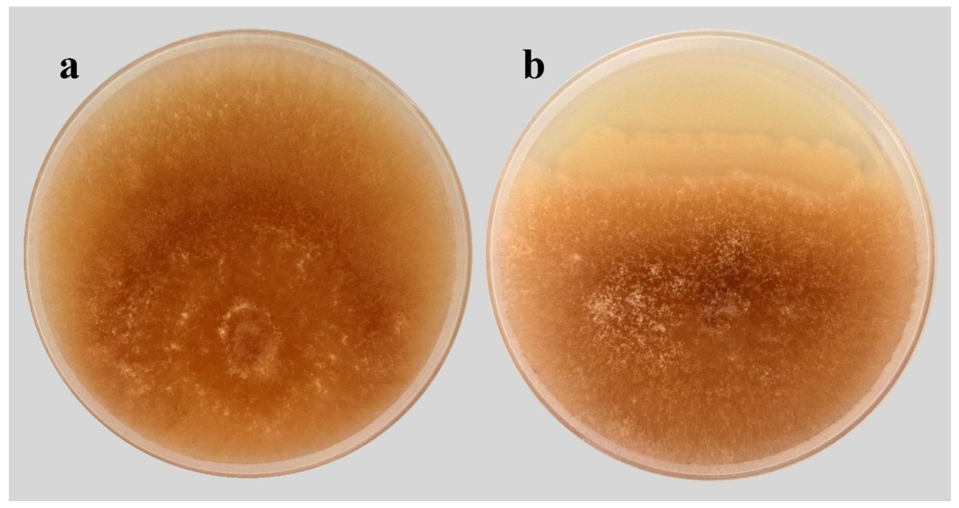 Plants 11 02051 g002